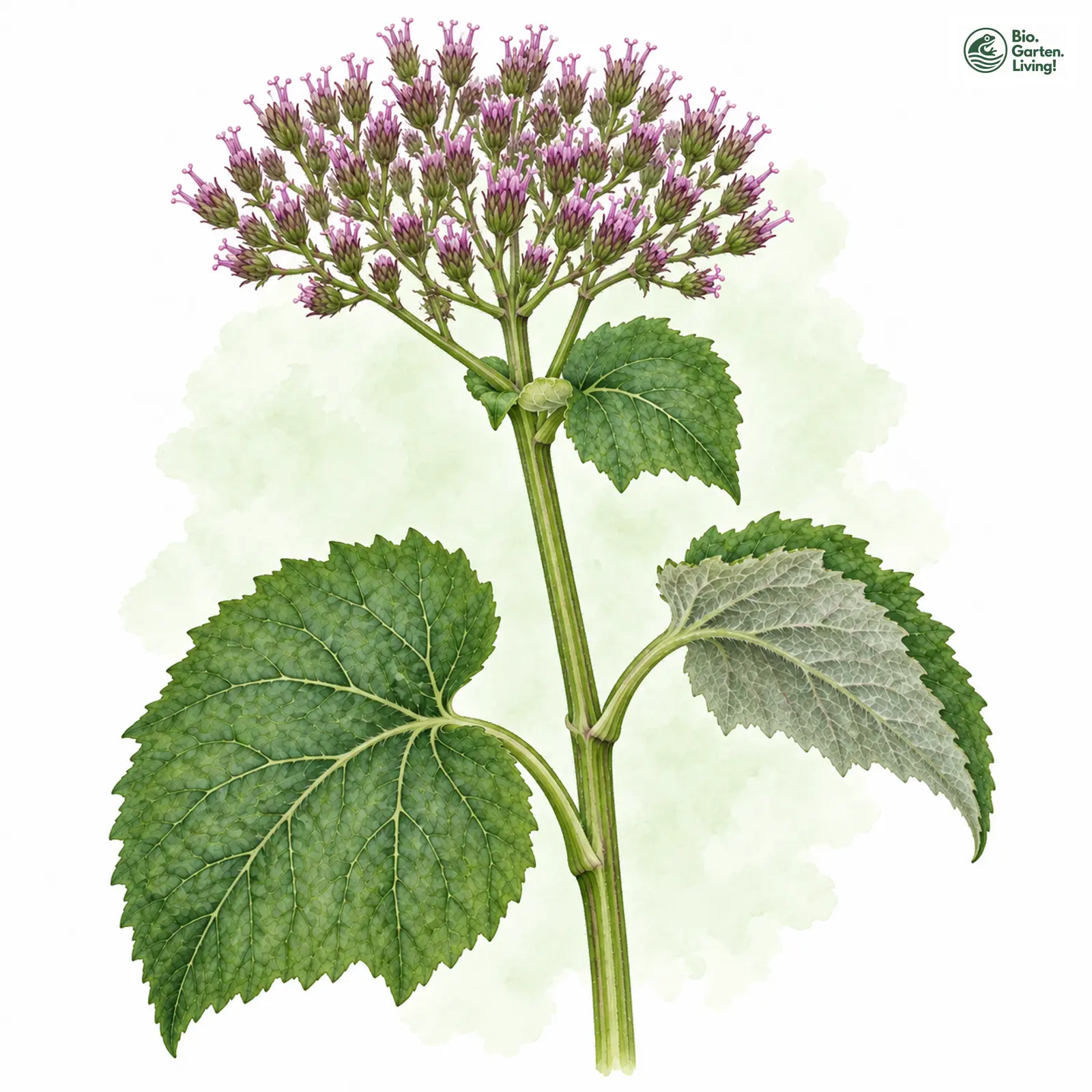 Aquarellzeichnung: Grauer Alpendost (Adenostyles alliariae)