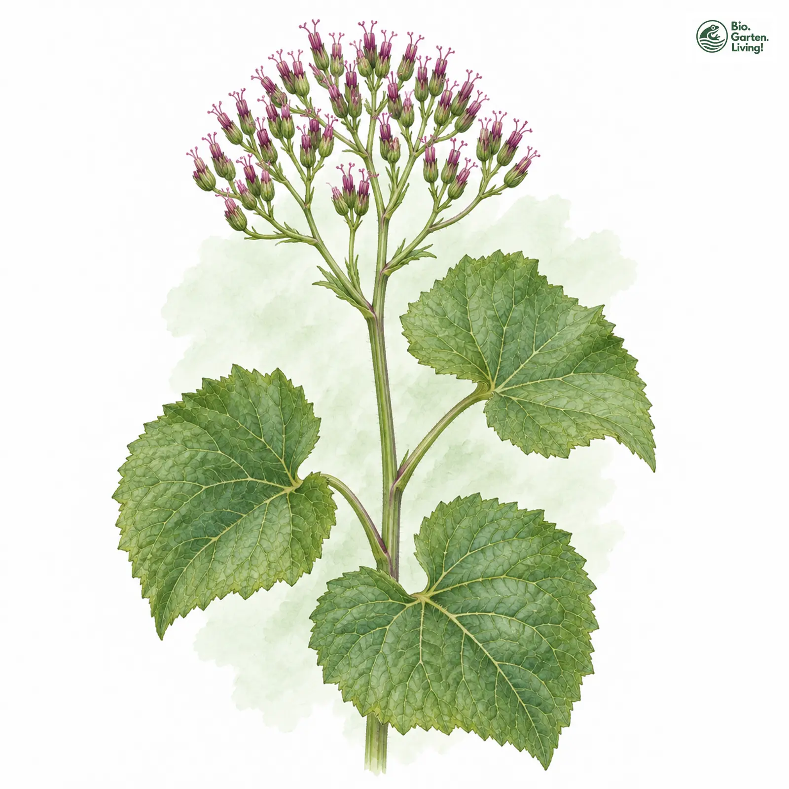 Aquarellzeichnung: Kahler Alpendost (Adenostyles alpina)