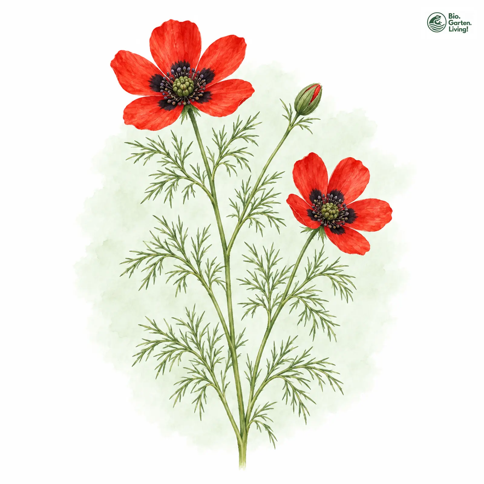 Aquarellzeichnung: Sommer-Adonisröschen (Adonis aestivalis)