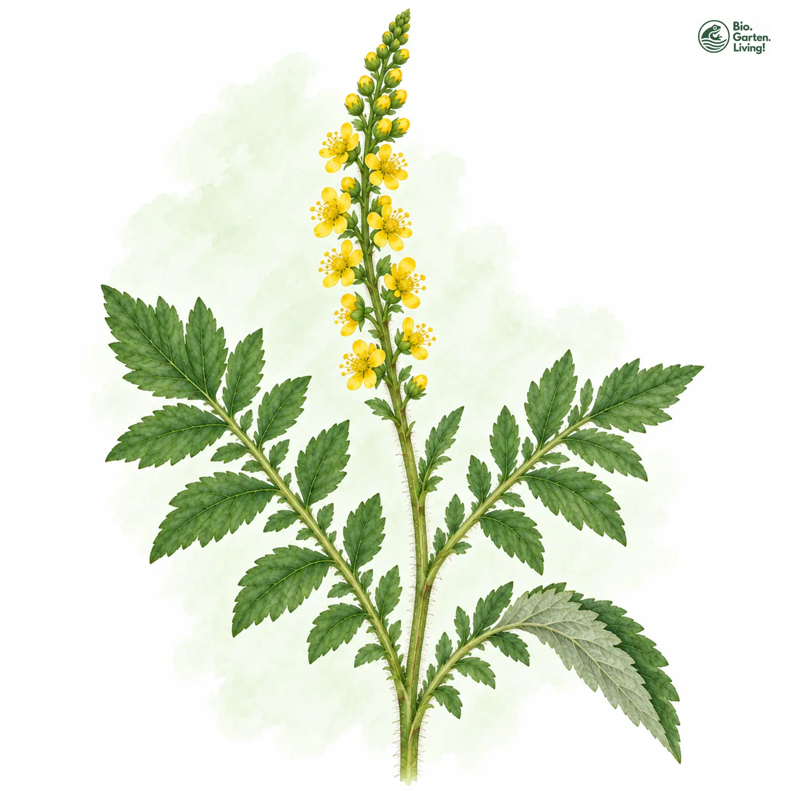 Aquarellzeichnung: Kleiner Odermennig (Agrimonia eupatoria)