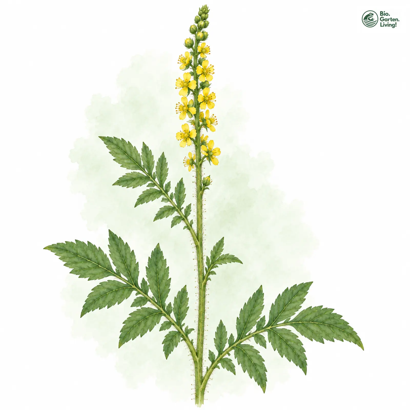 Aquarellzeichnung: Großer Odermennig (Agrimonia procera)