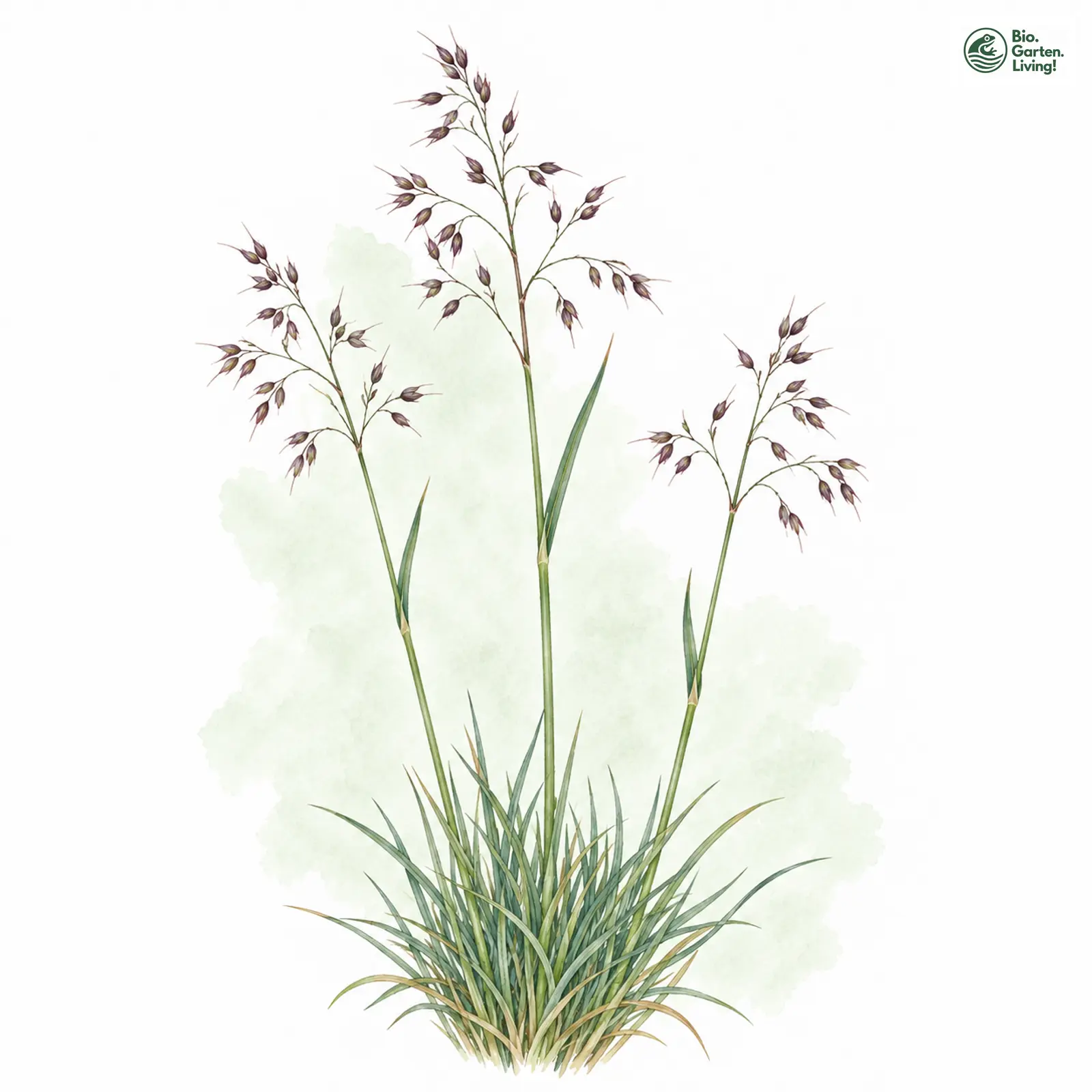 Aquarellzeichnung: Alpen-Straußgras (Agrostis alpina)