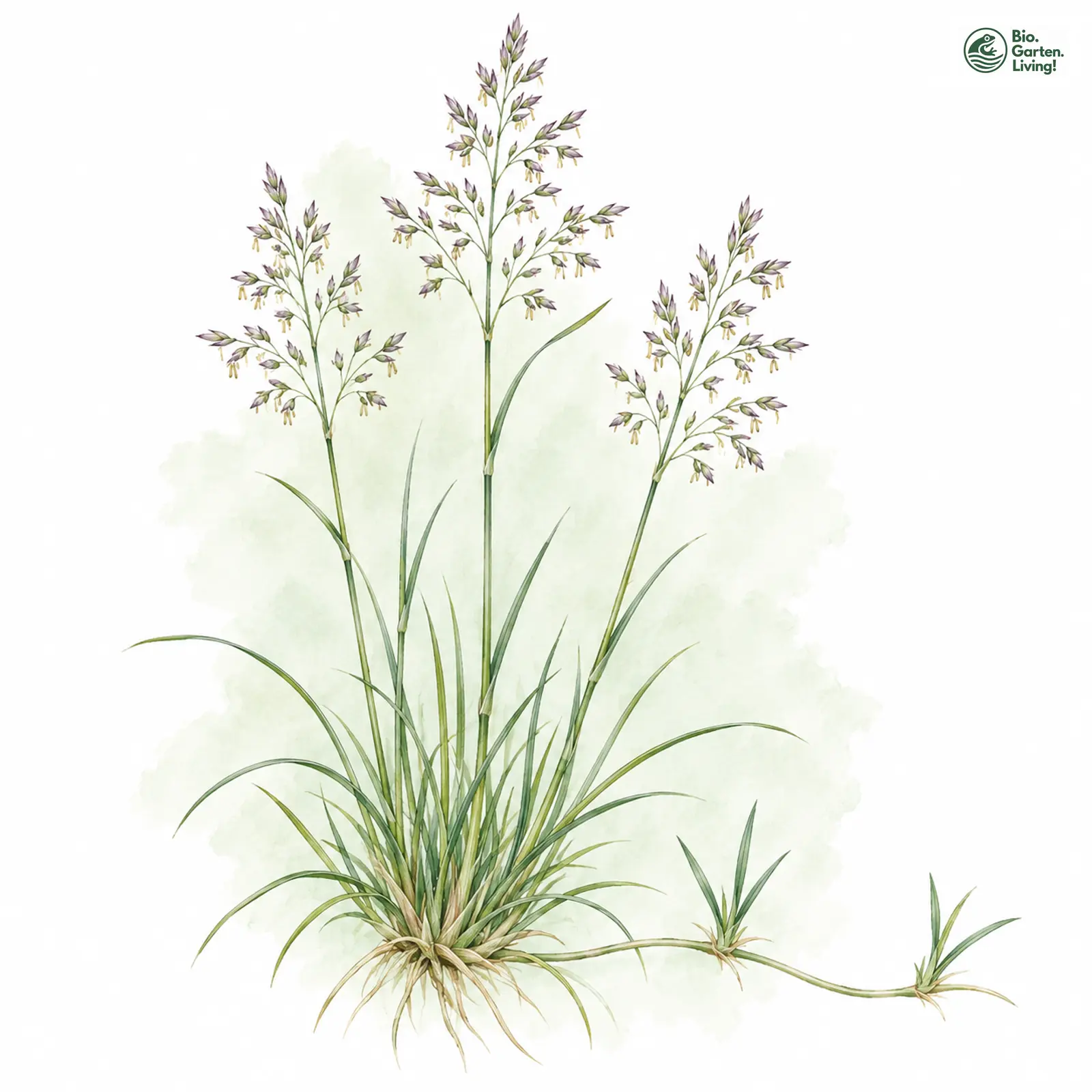 Aquarellzeichnung: Hunds-Straußgras (Agrostis canina)