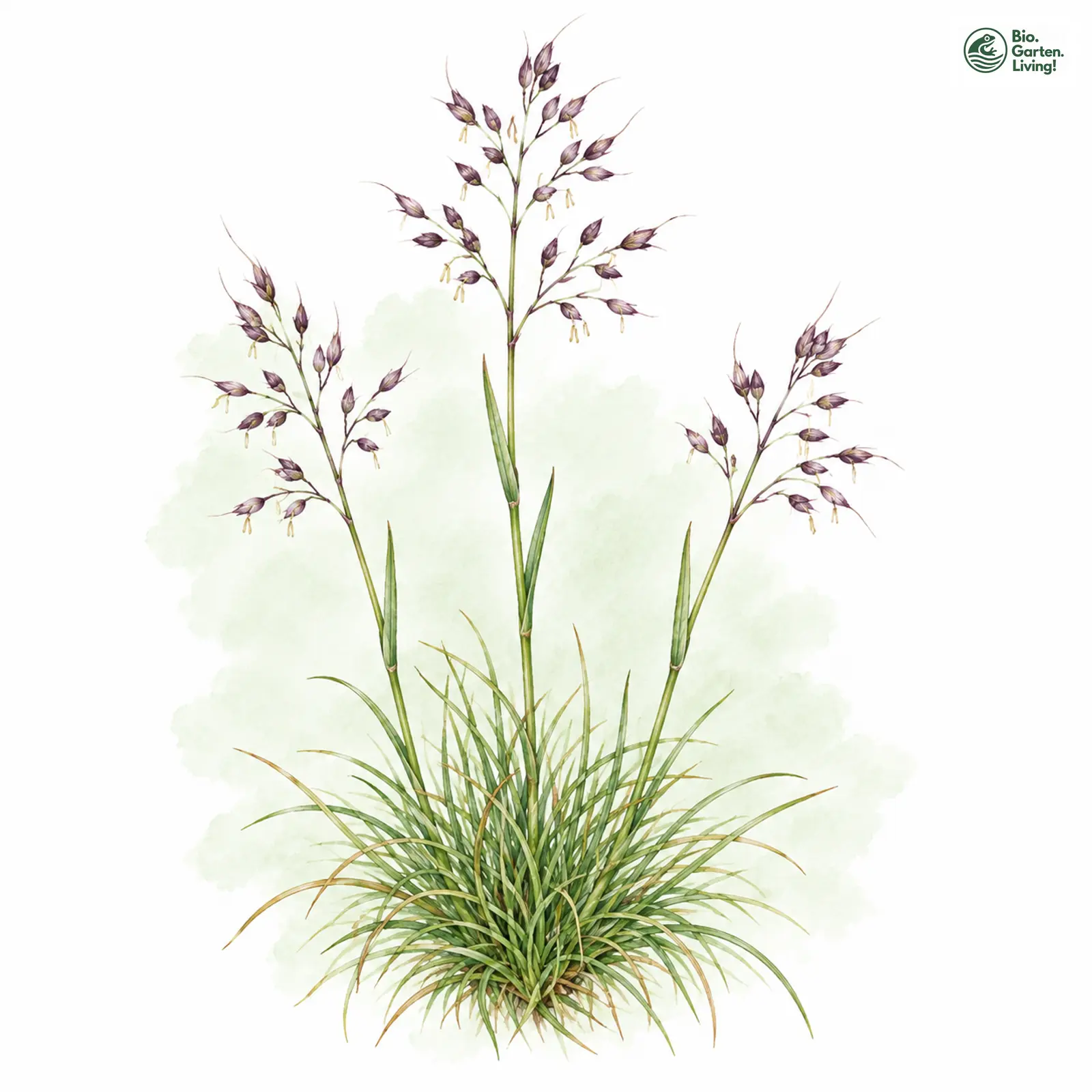 Aquarellzeichnung: Felsen-Straußgras (Agrostis rupestris)