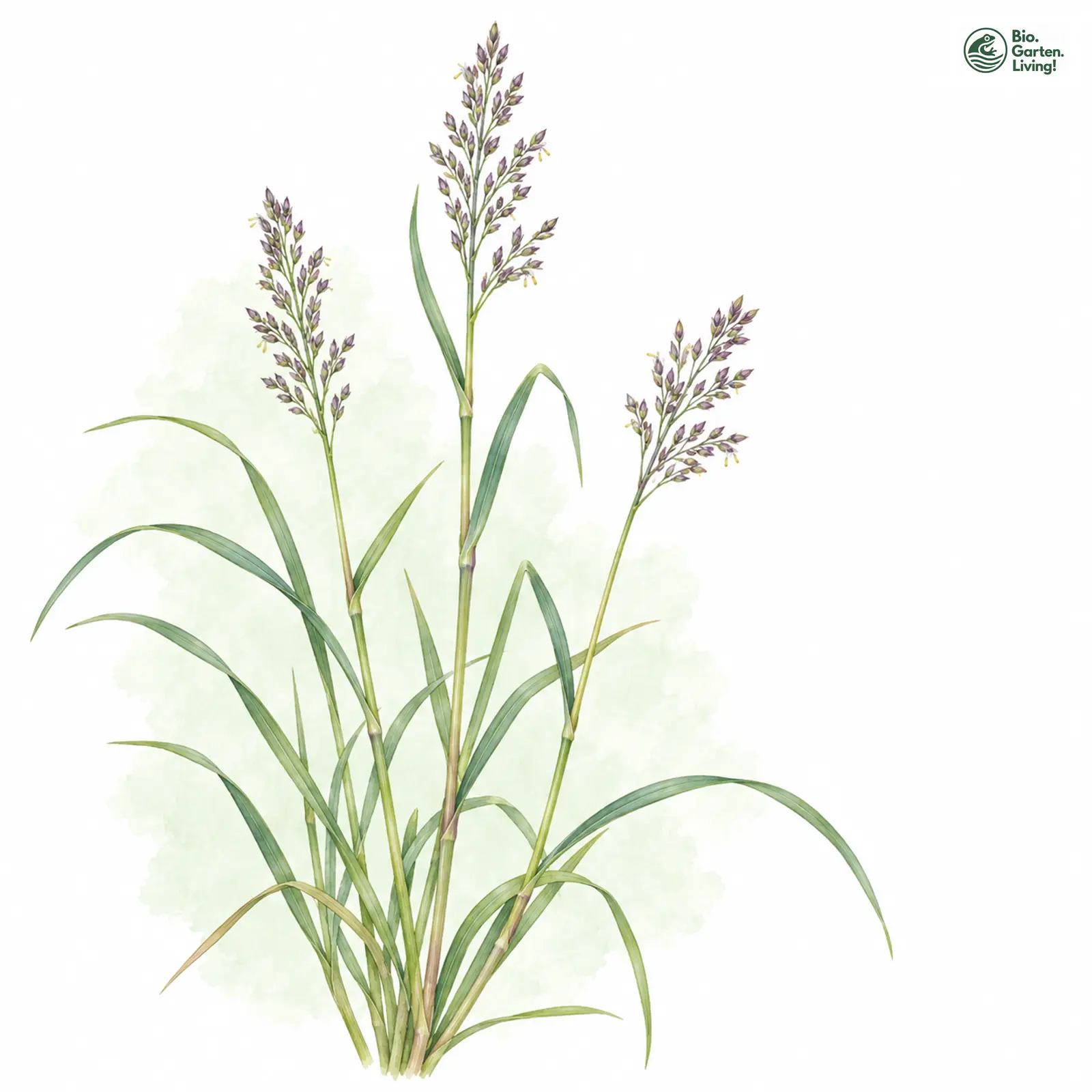 Aquarellzeichnung: Schilf-Straußgras (Agrostis schraderiana)