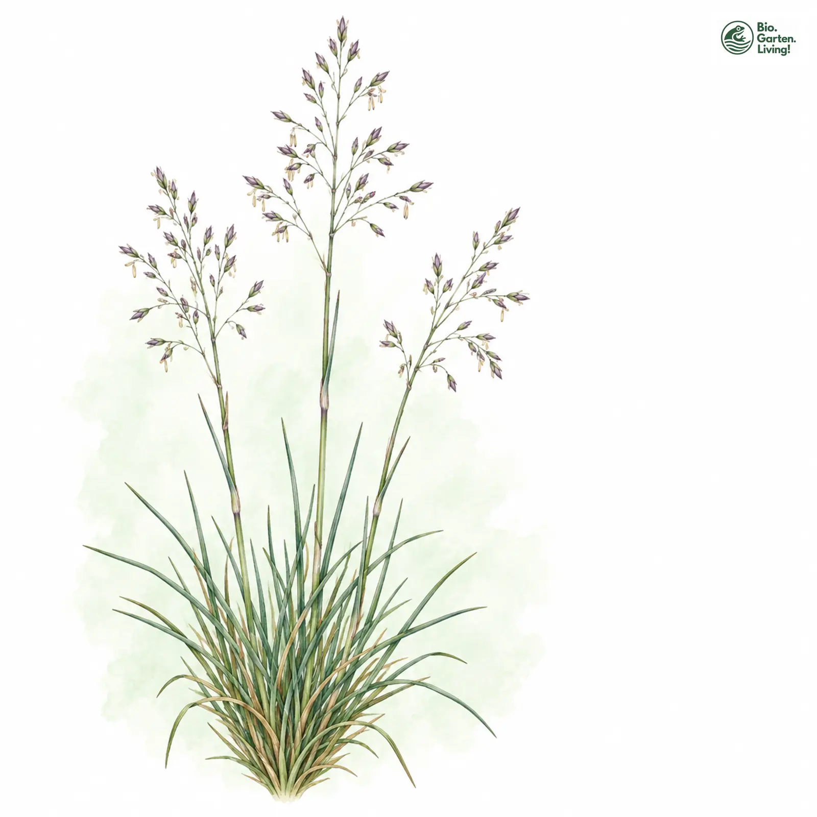 Aquarellzeichnung: Schmalrispiges Straußgras (Agrostis vinealis)