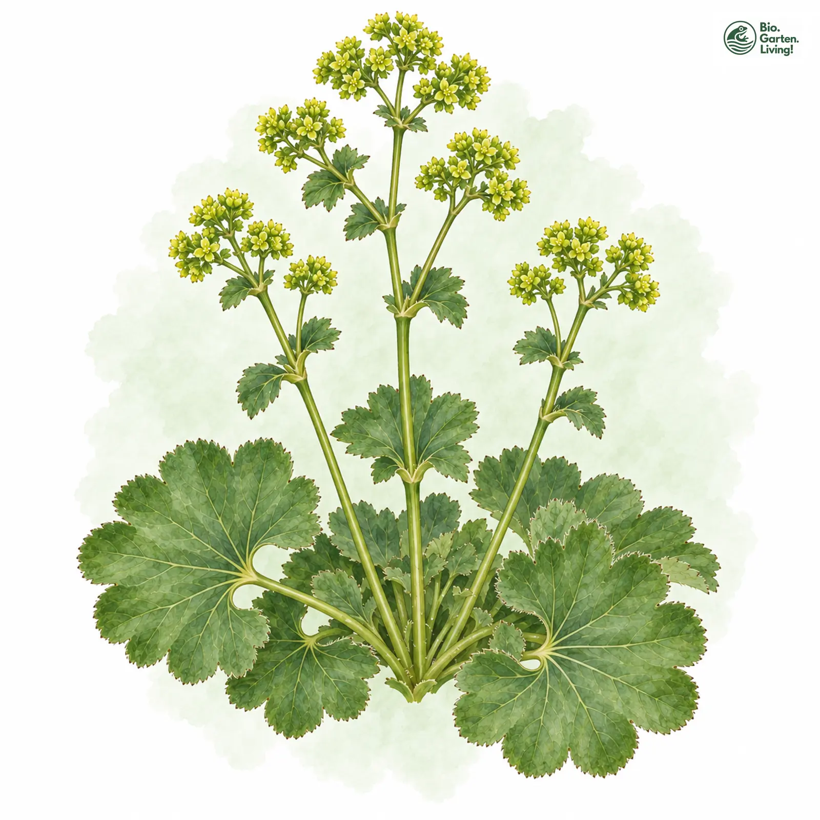 Aquarellzeichnung: Kleinknäuel-Frauenmantel (Alchemilla aggregata)