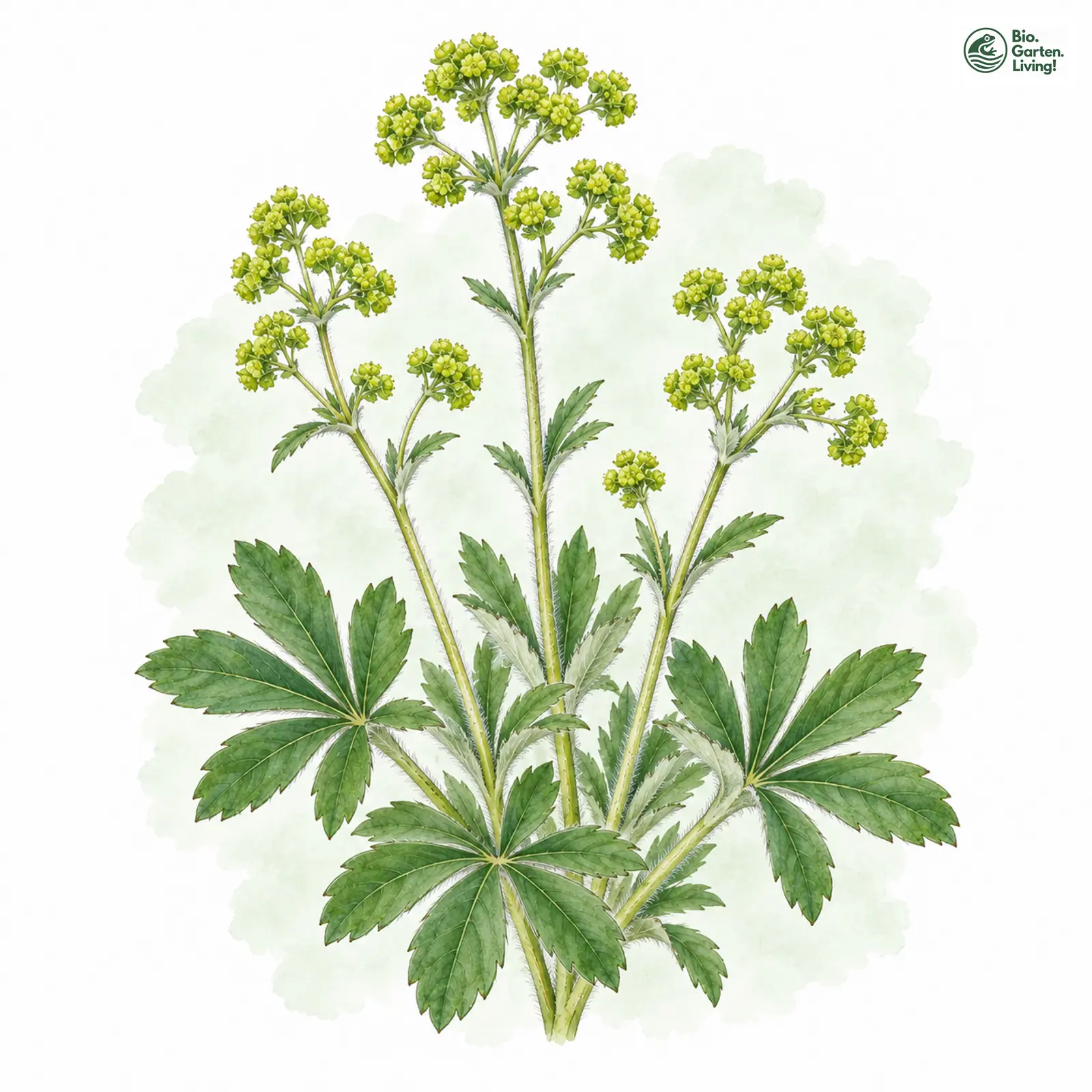 Aquarellzeichnung: Alpen-Frauenmantel (Alchemilla alpina)