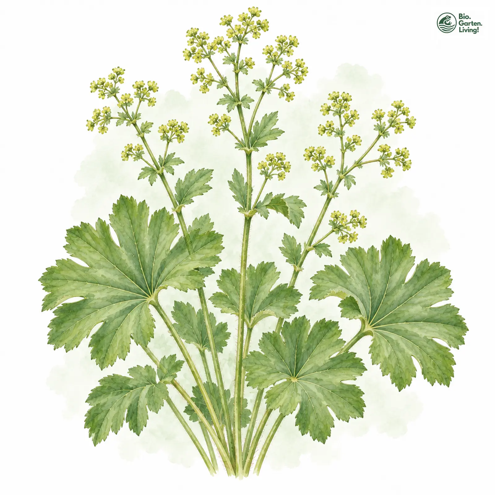 Aquarellzeichnung: Baltischer Frauenmantel (Alchemilla baltica)