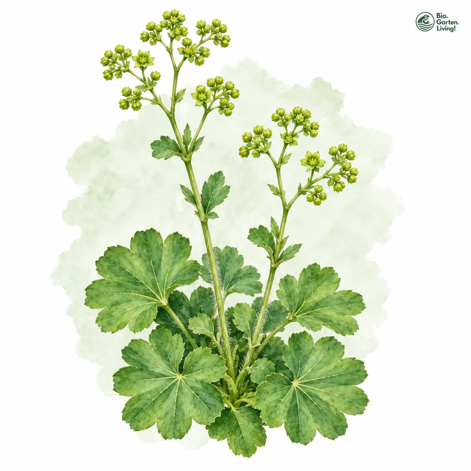 Aquarellzeichnung: Krainer Frauenmantel (Alchemilla carniolica)