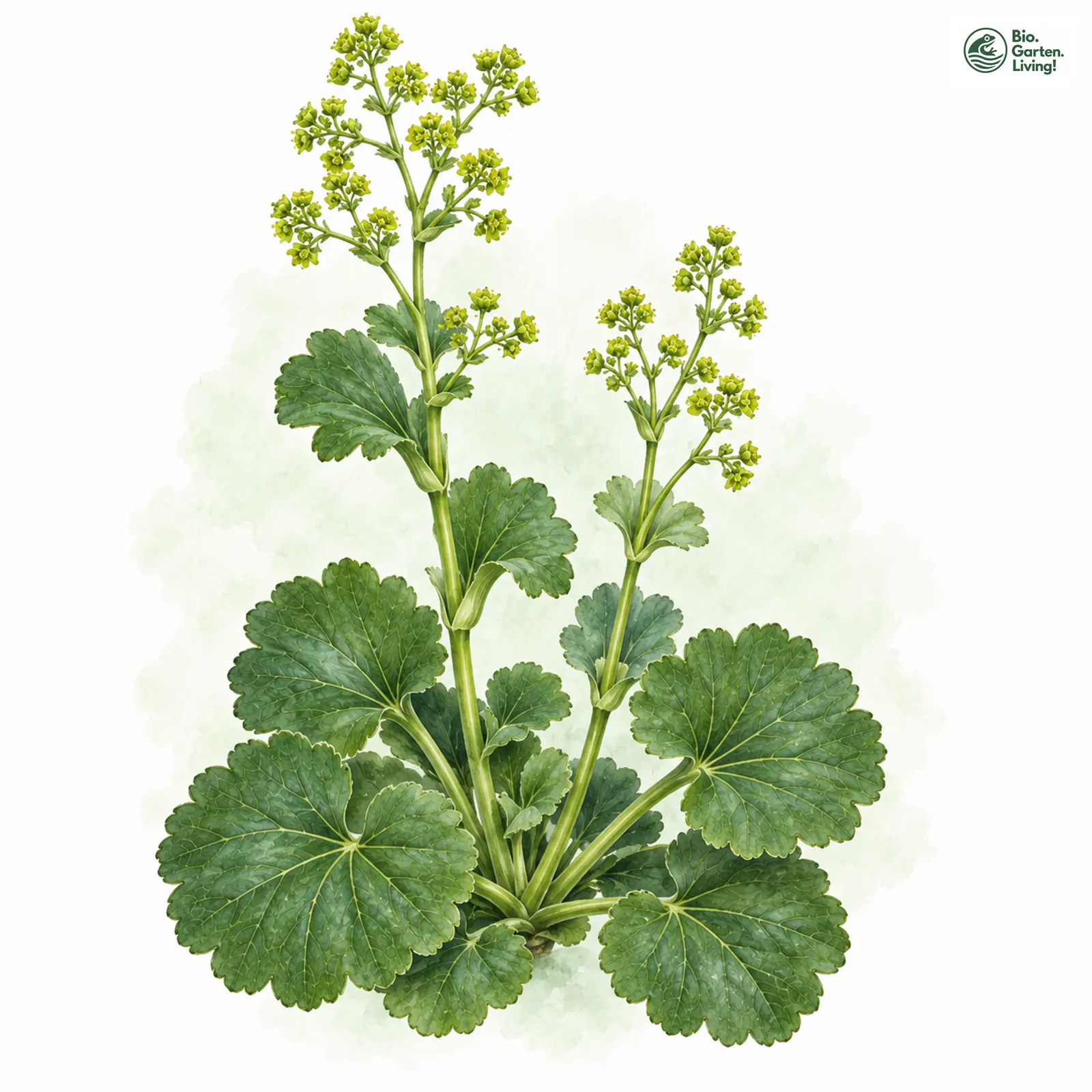 Aquarellzeichnung: Lederblatt-Frauenmantel (Alchemilla coriacea)