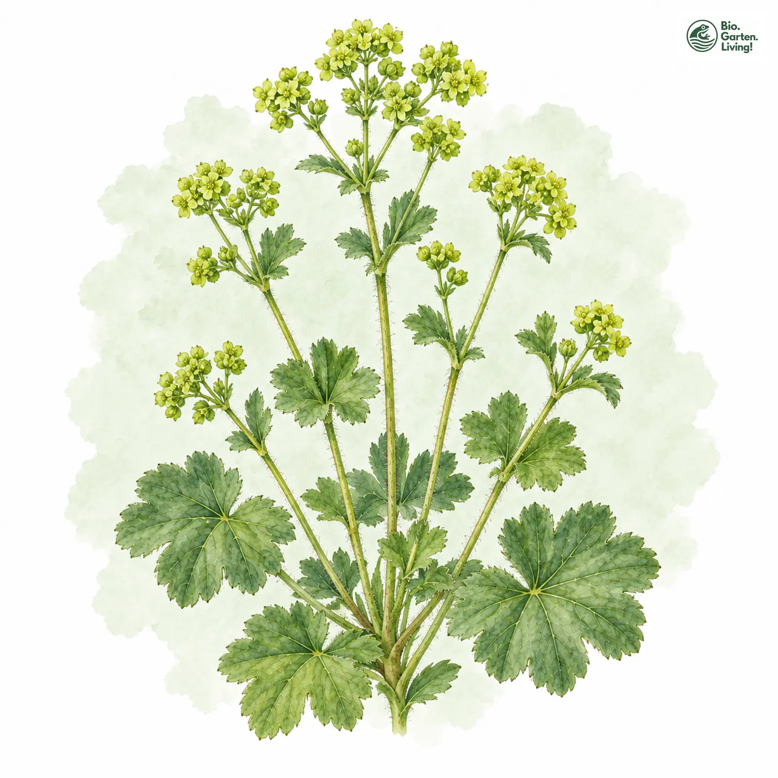 Aquarellzeichnung: Kleiner Frauenmantel (Alchemilla exigua)