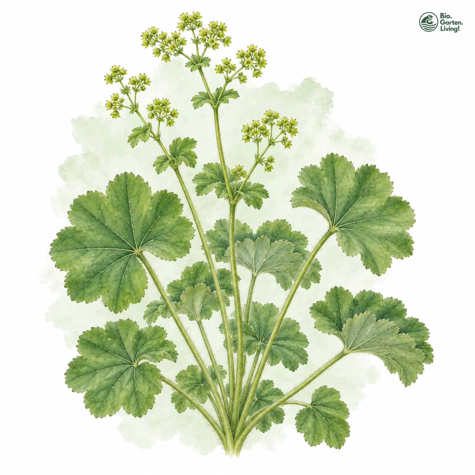 Aquarellzeichnung: Täuschender Frauenmantel (Alchemilla fallax)