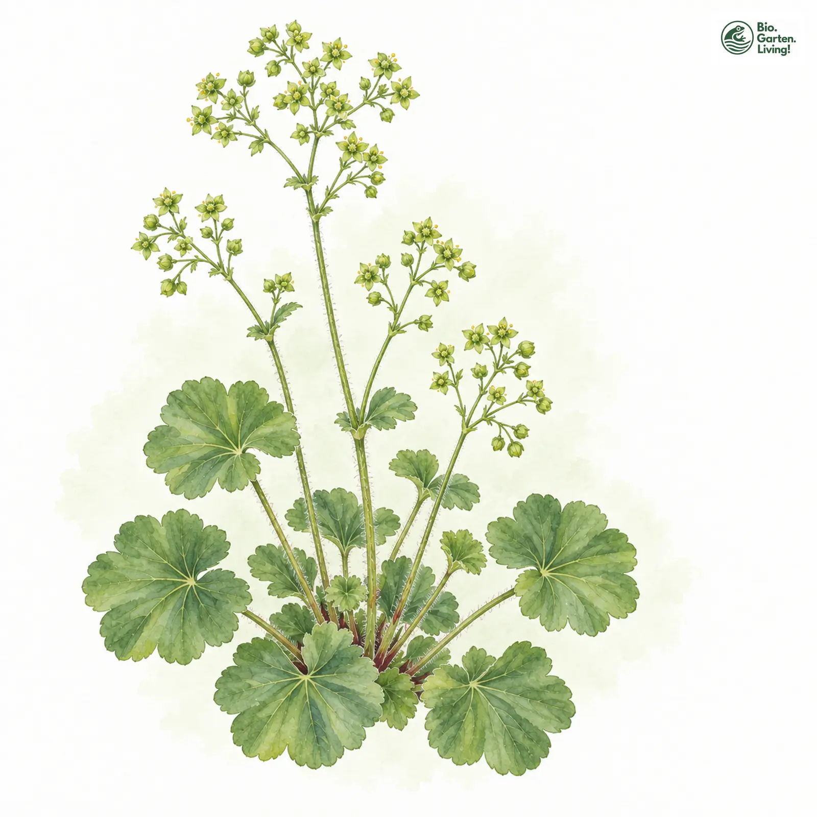 Aquarellzeichnung: Fadenstängel-Frauenmantel (Alchemilla filicaulis)