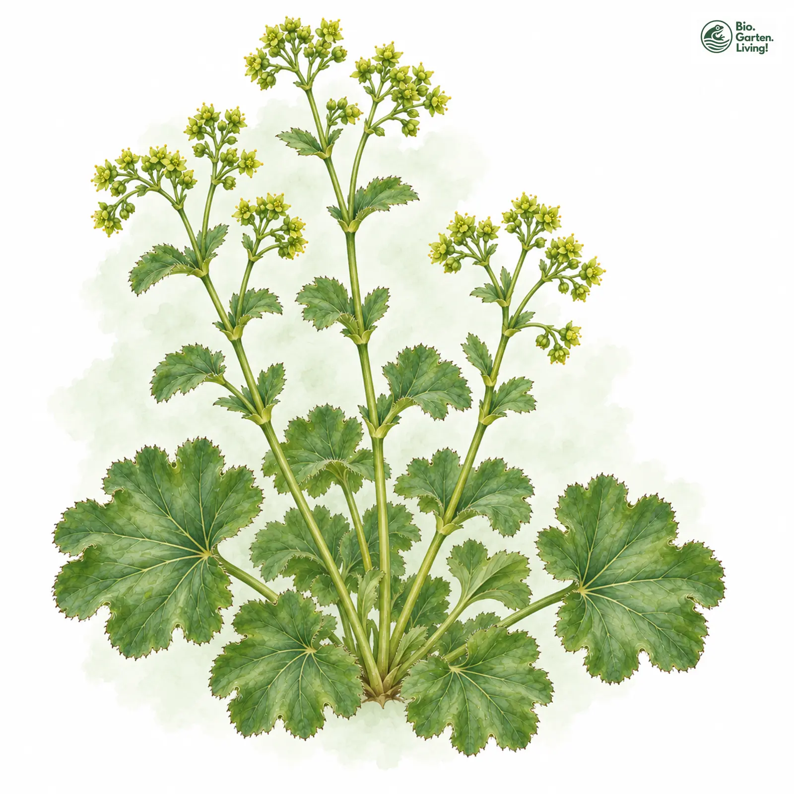Aquarellzeichnung: Kälte-Frauenmantel (Alchemilla frigens)