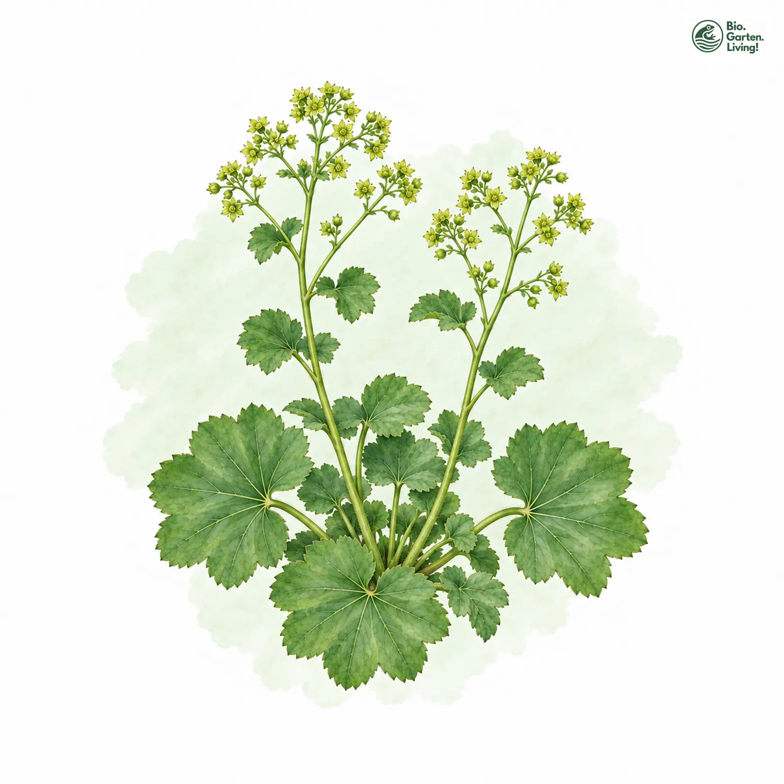 Aquarellzeichnung: Kahler Frauenmantel (Alchemilla glabra)