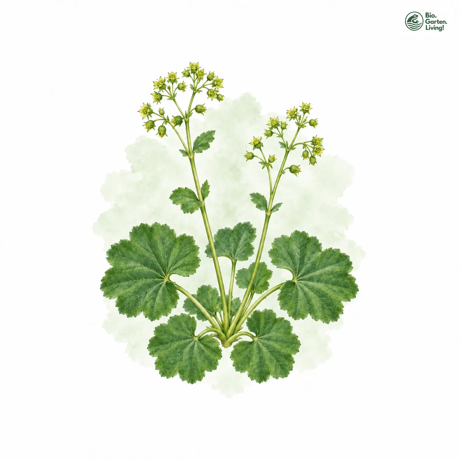 Aquarellzeichnung: Kahlstängel-Frauenmantel (Alchemilla glabricaulis)