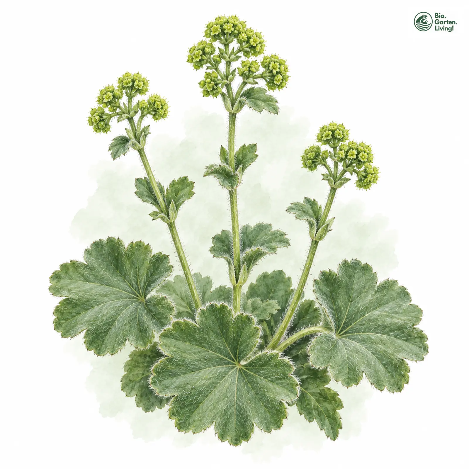 Aquarellzeichnung: Filziger Frauenmantel (Alchemilla glaucescens)