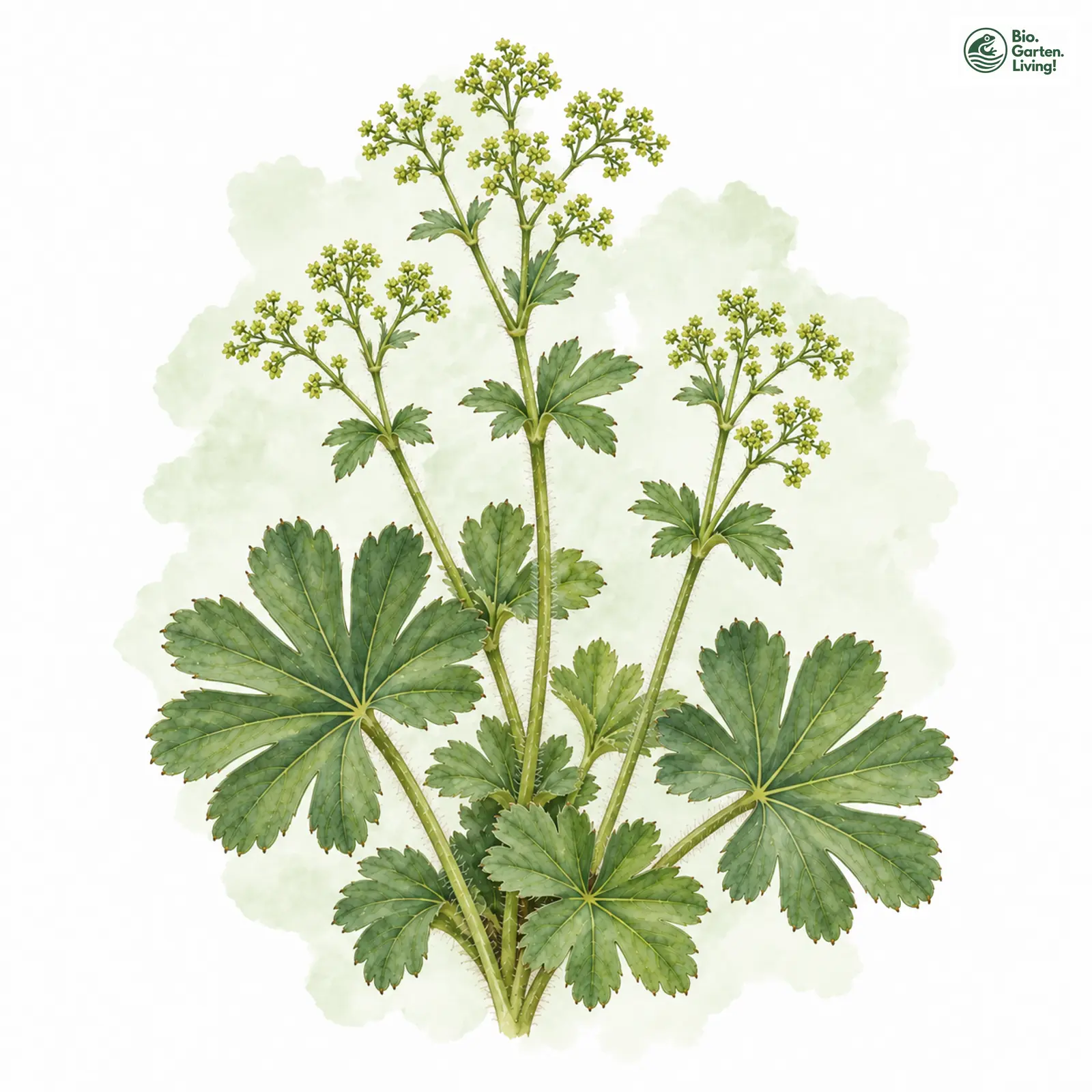 Aquarellzeichnung: Eingeschnittener Frauenmantel (Alchemilla incisa)