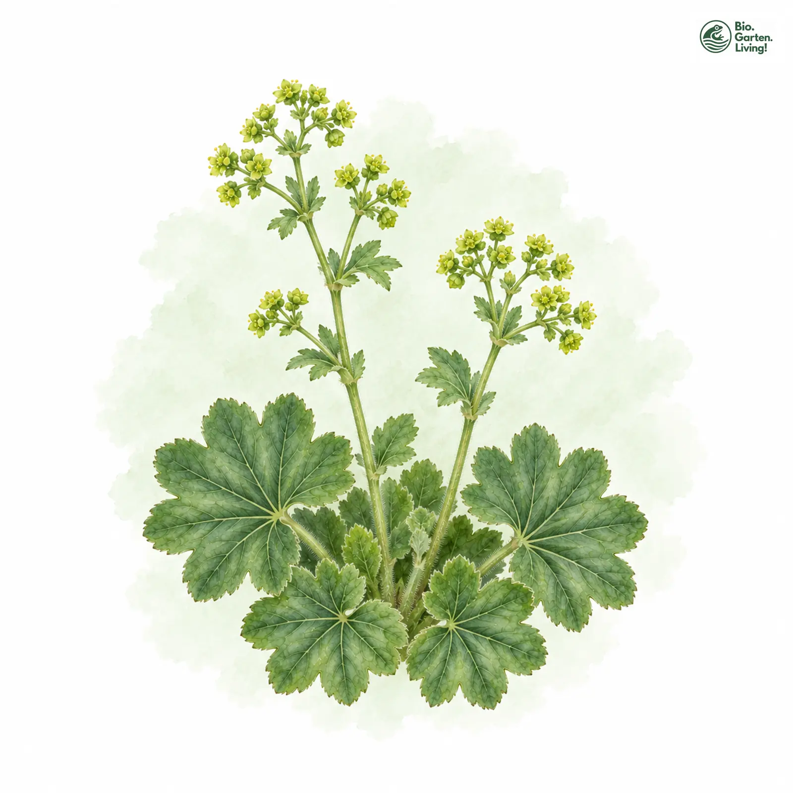 Aquarellzeichnung: Streifen-Frauenmantel (Alchemilla lineata)