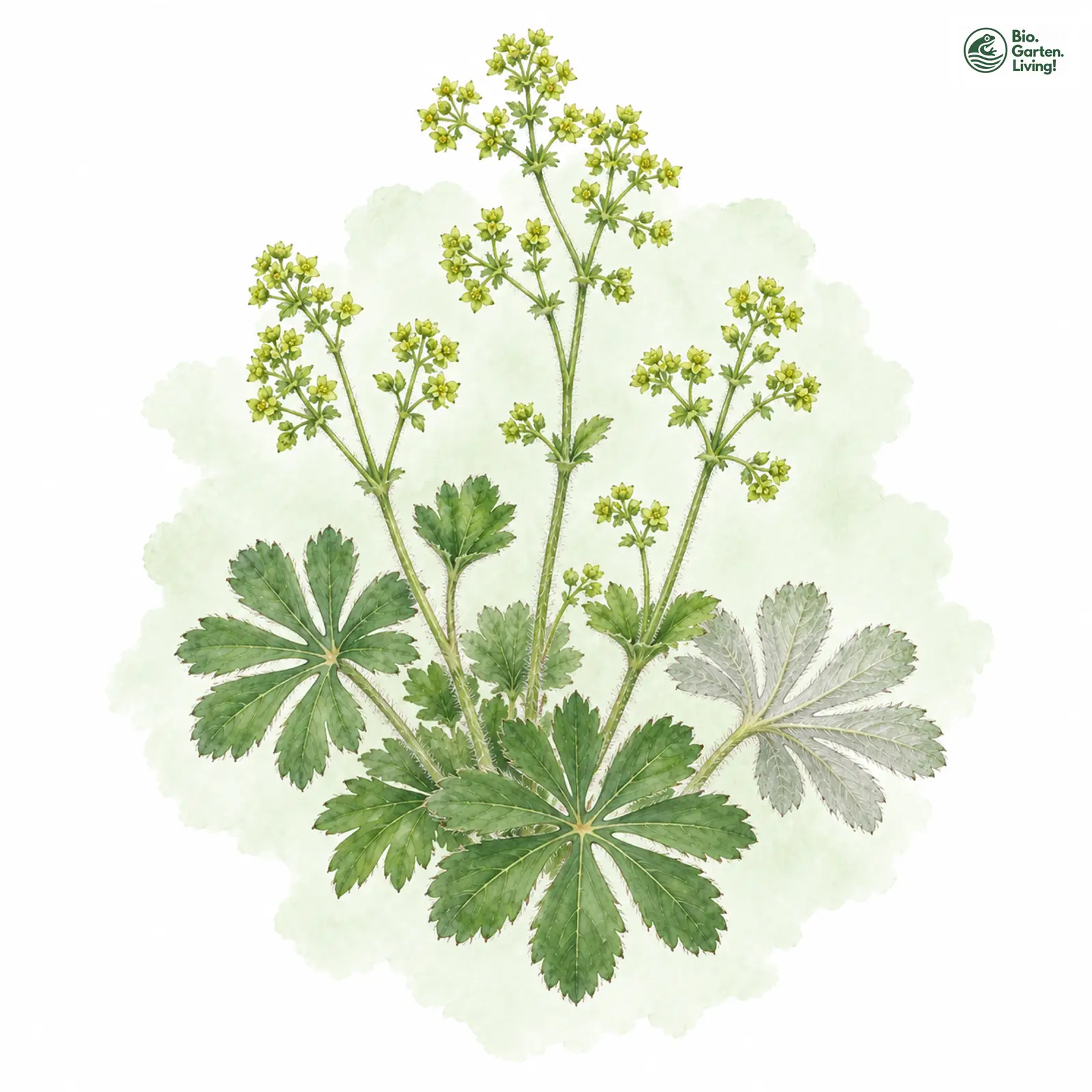 Aquarellzeichnung: Glanz-Frauenmantel (Alchemilla nitida)