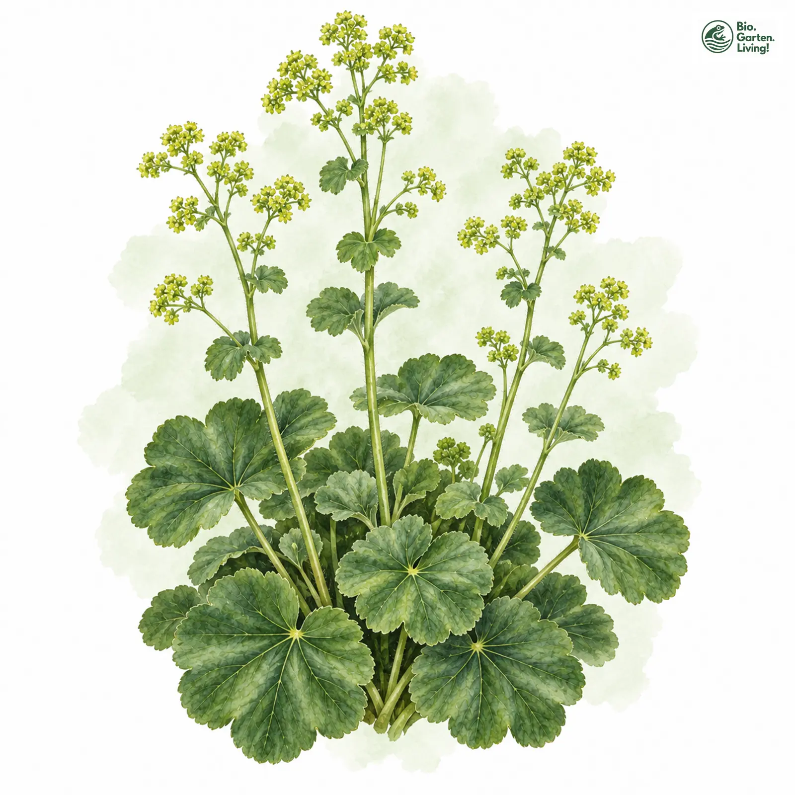 Aquarellzeichnung: Dunkler Frauenmantel (Alchemilla obscura)