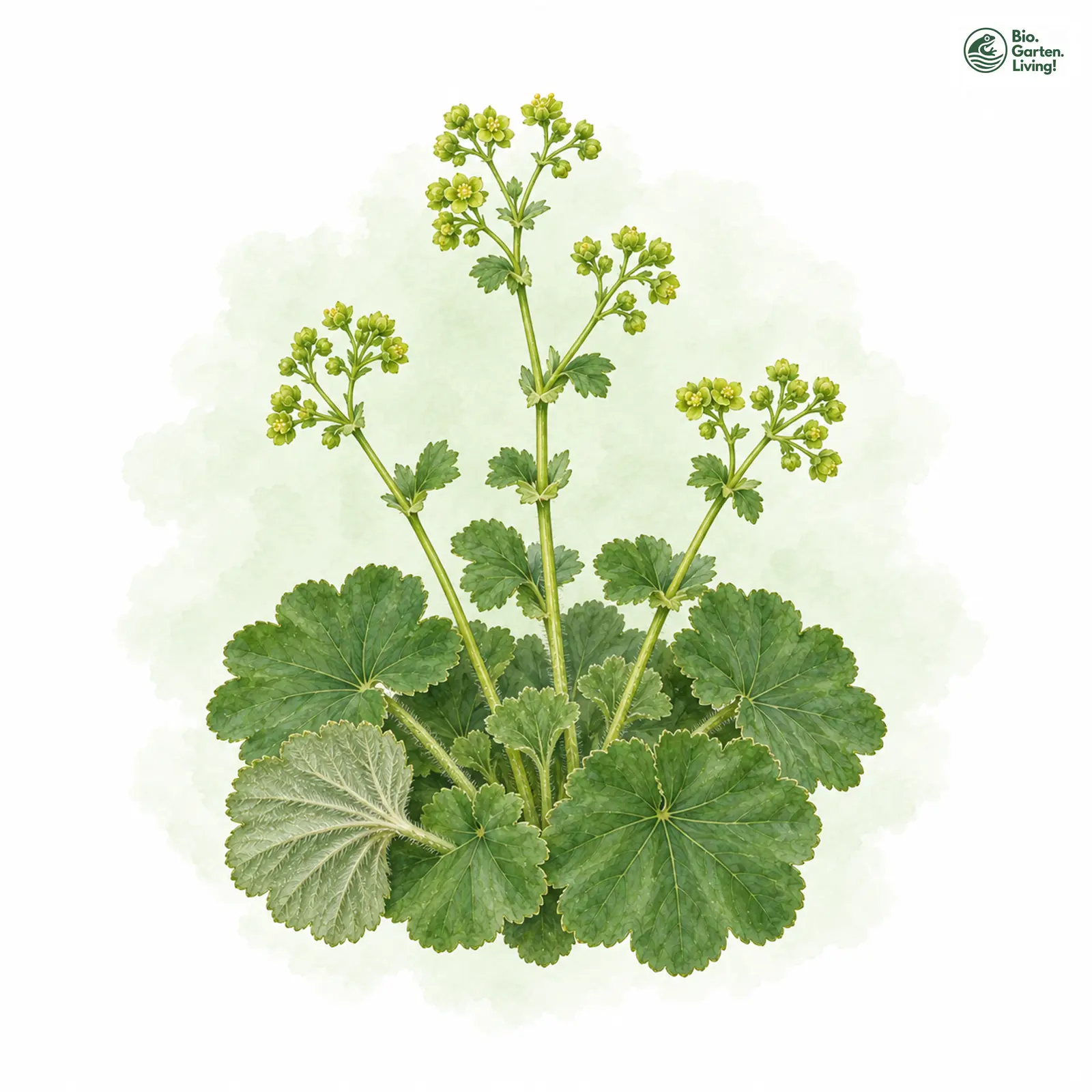 Aquarellzeichnung: Stumpfzahn-Frauenmantel (Alchemilla obtusa)