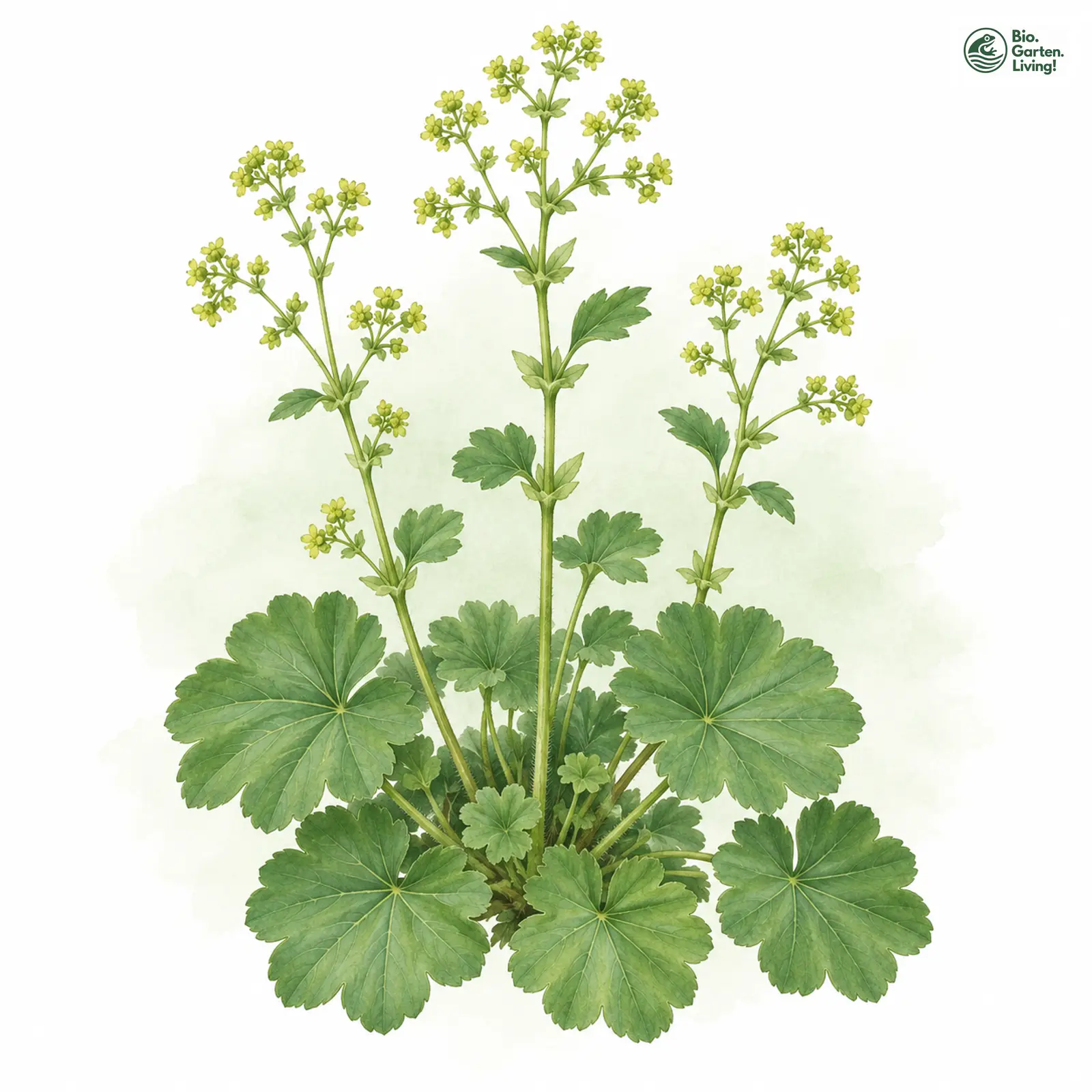 Aquarellzeichnung: Othmars Frauenmantel (Alchemilla othmarii)