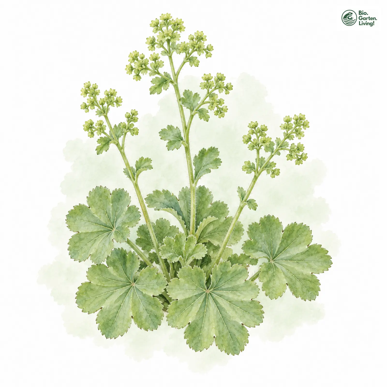 Aquarellzeichnung: Blassgrüner Frauenmantel (Alchemilla pallens)