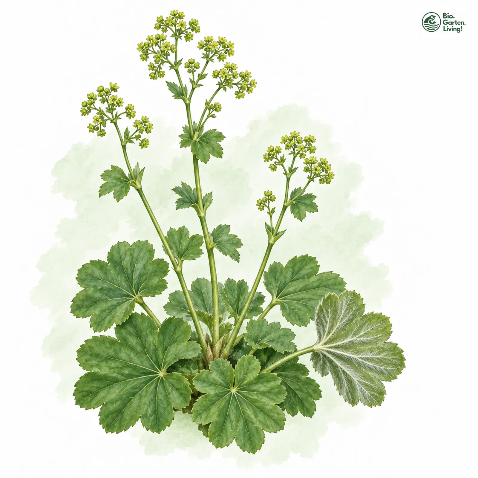 Aquarellzeichnung: Seidennerviger Frauenmantel (Alchemilla sericoneura)