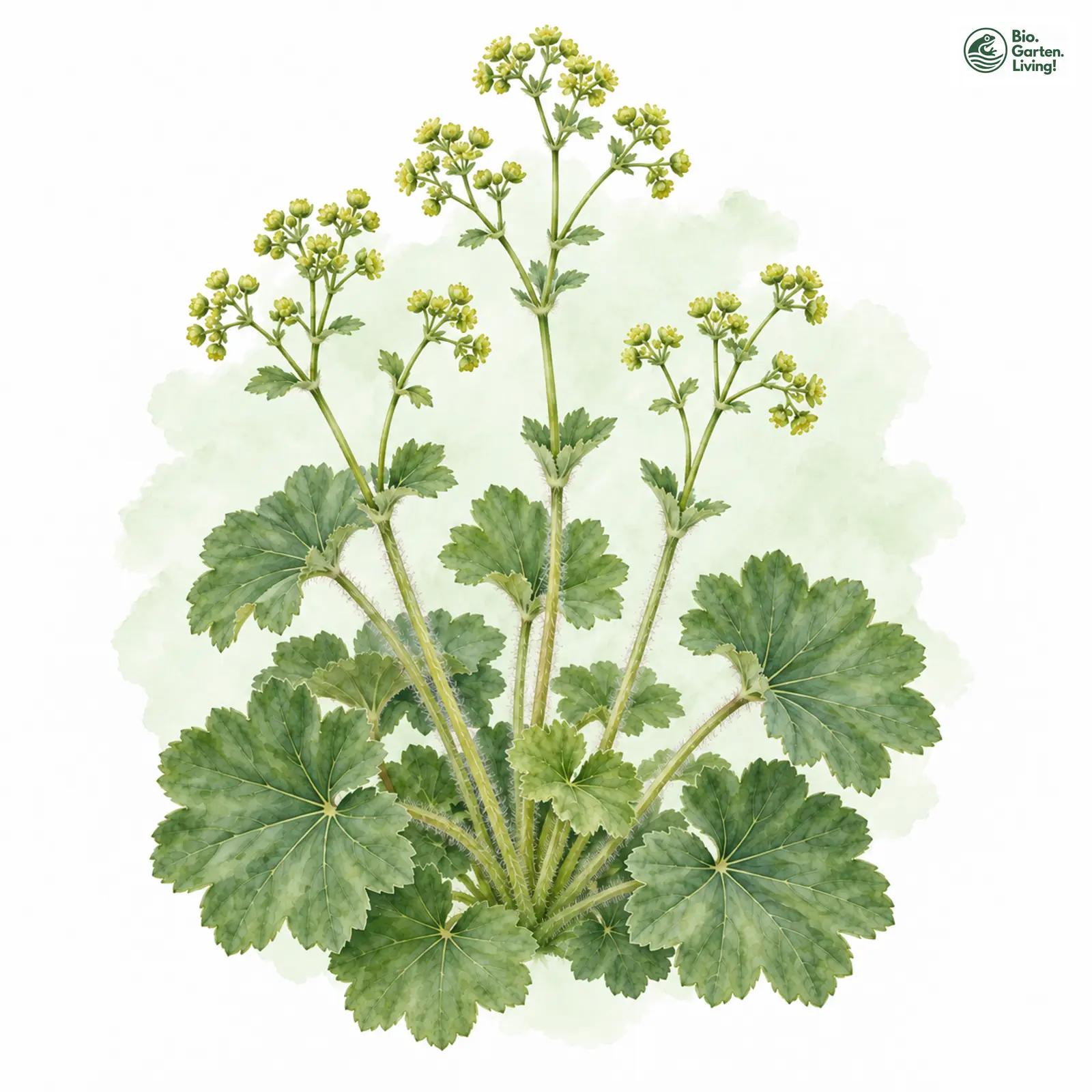 Aquarellzeichnung: Kerbzahn-Frauenmantel (Alchemilla subcrenata)