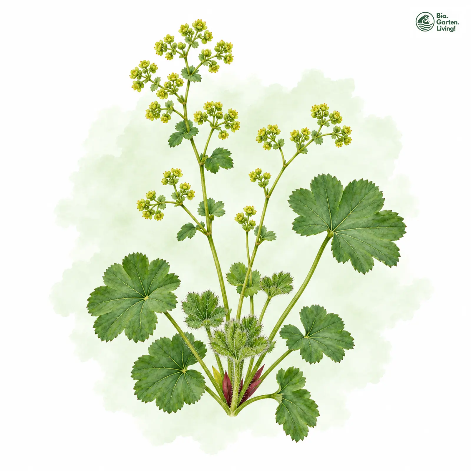 Aquarellzeichnung: Schlanker Frauenmantel (Alchemilla tenuis)