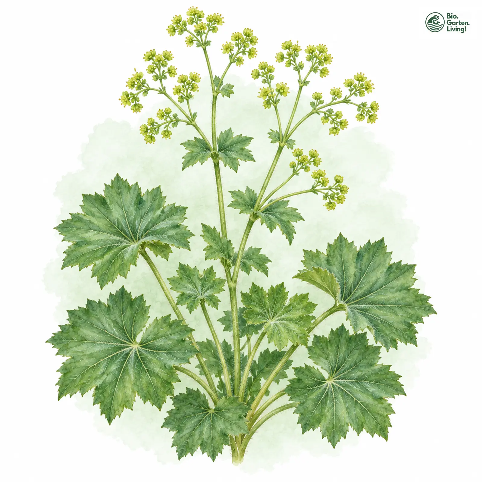 Aquarellzeichnung: Spitzlappen-Frauenmantel (Alchemilla vulgaris)
