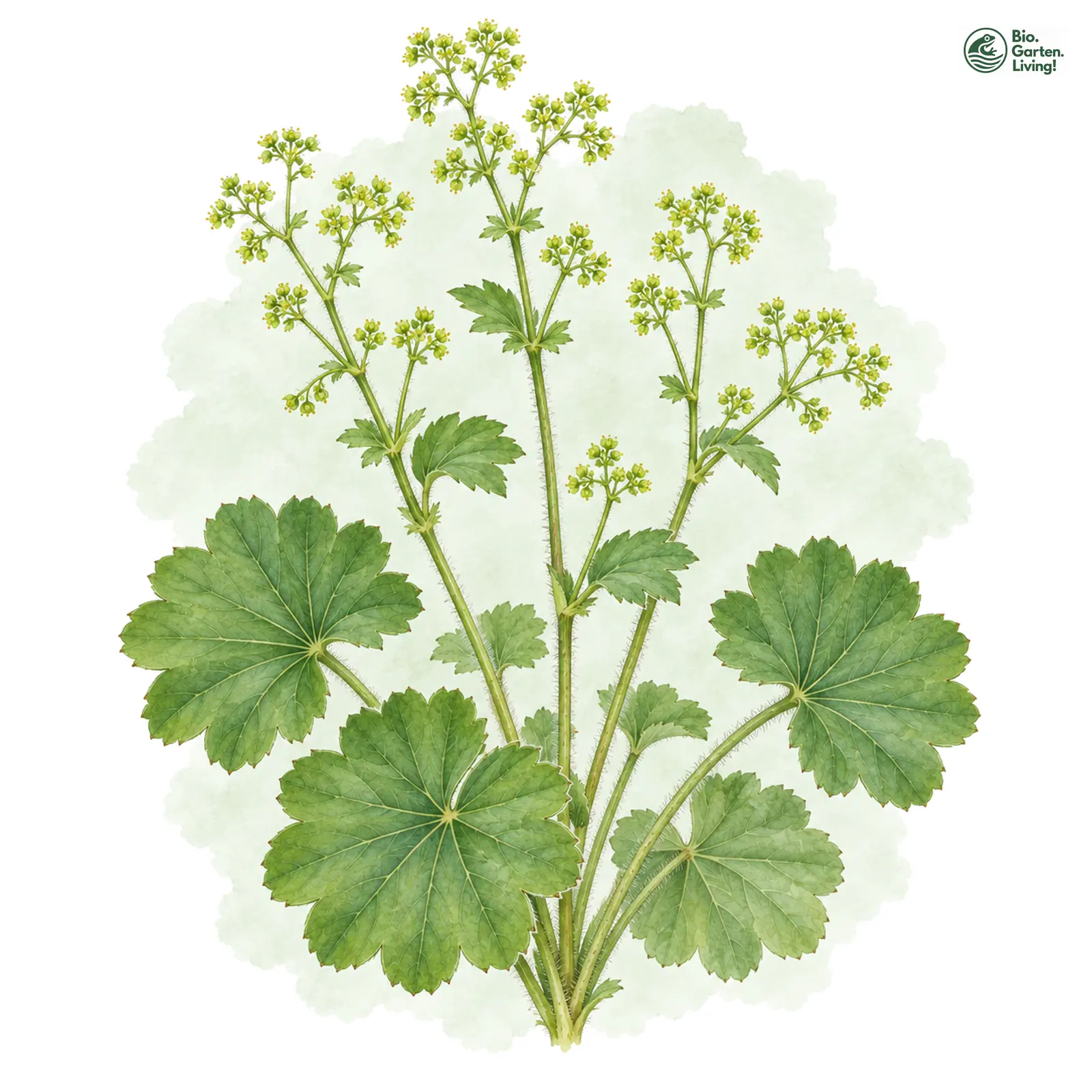 Aquarellzeichnung: Kleinblütiger Frauenmantel (Alchemilla xanthochlora)