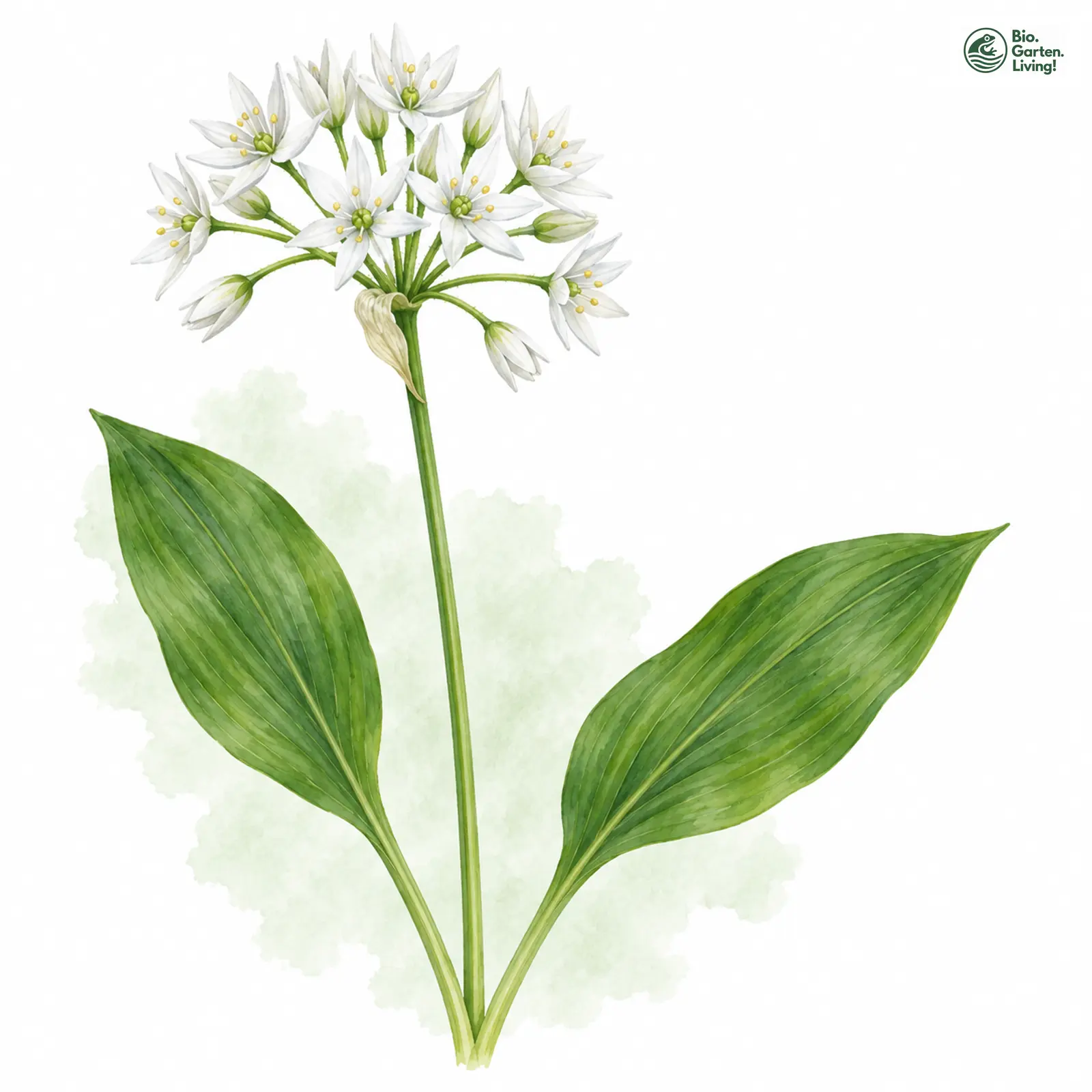 Aquarellzeichnung: Bär-Lauch (Allium ursinum)