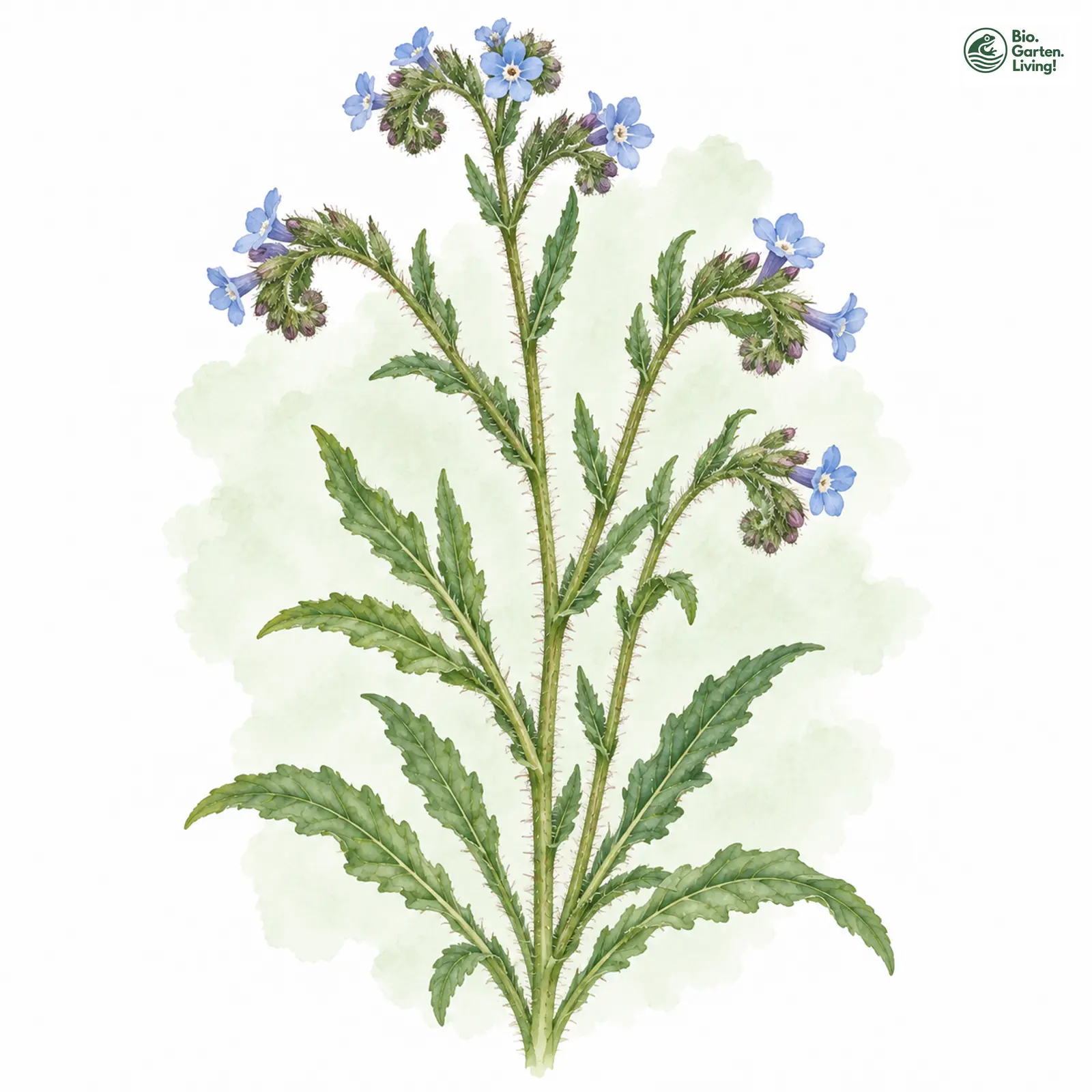 Aquarellzeichnung: Acker-Ochsenzunge (Anchusa arvensis (im engeren Sinne))
