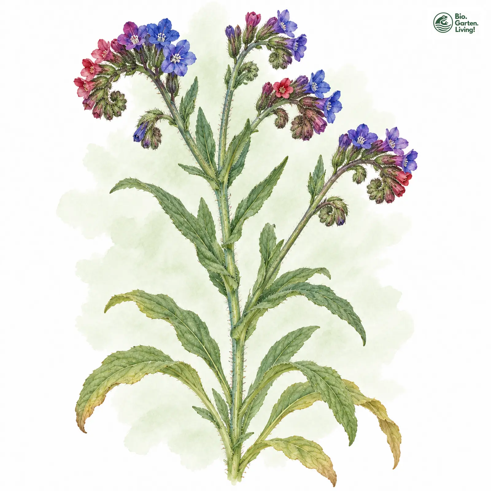Aquarellzeichnung: Gebräuchliche Ochsenzunge (Anchusa officinalis)