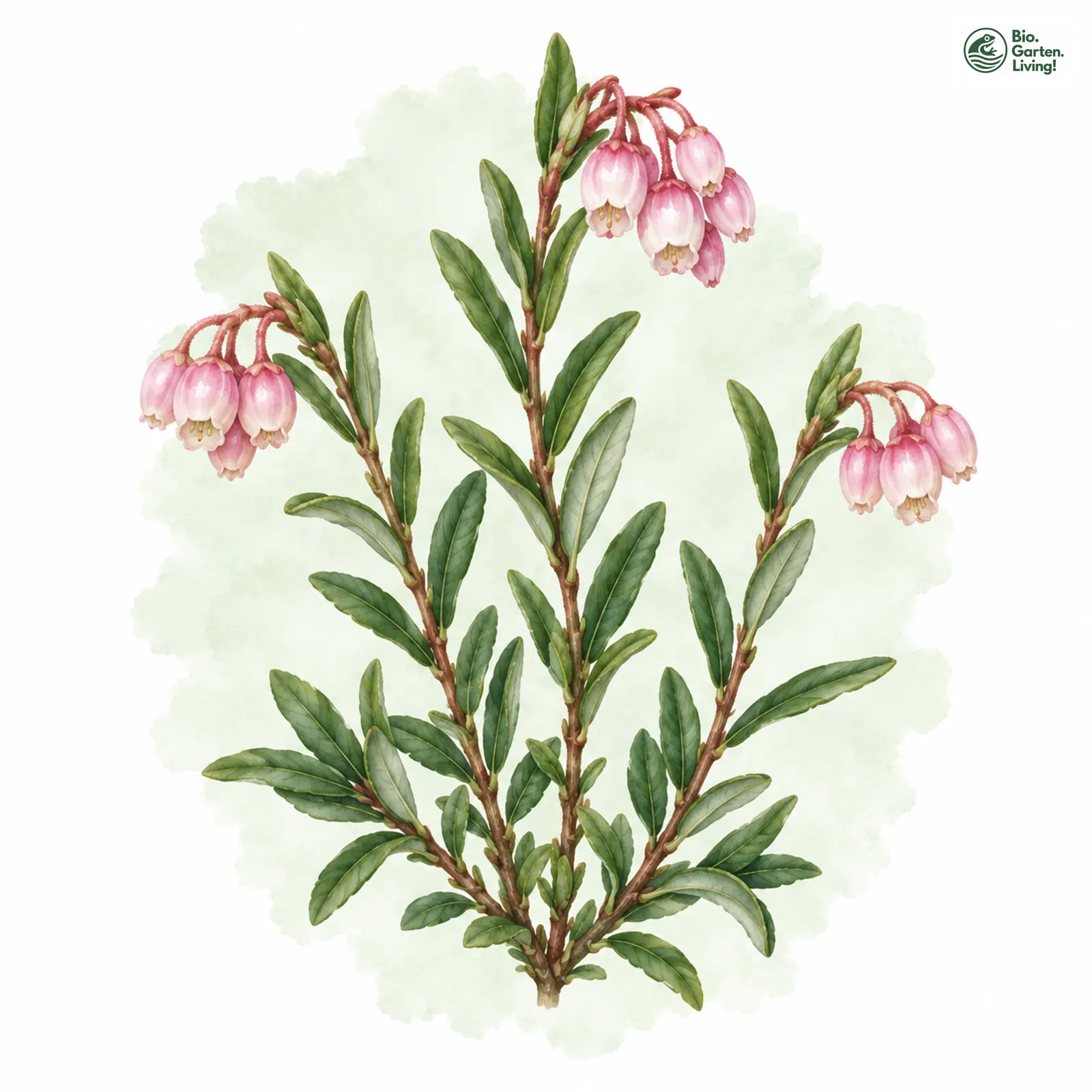 Aquarellzeichnung: Polei-Gränke (Andromeda polifolia)