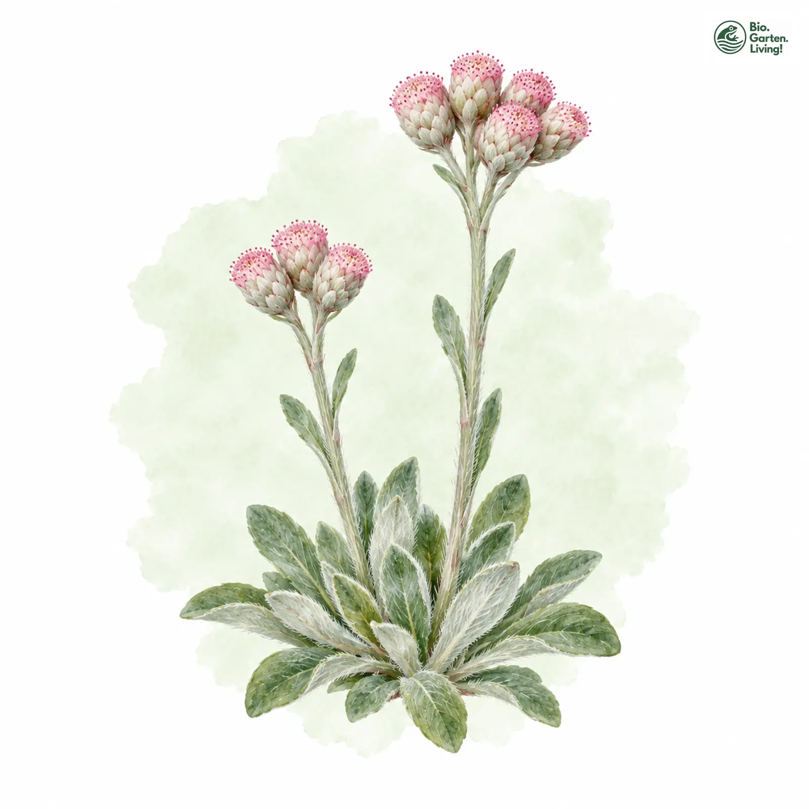 Aquarellzeichnung: Gewöhnliches Katzenpfötchen (Antennaria dioica)