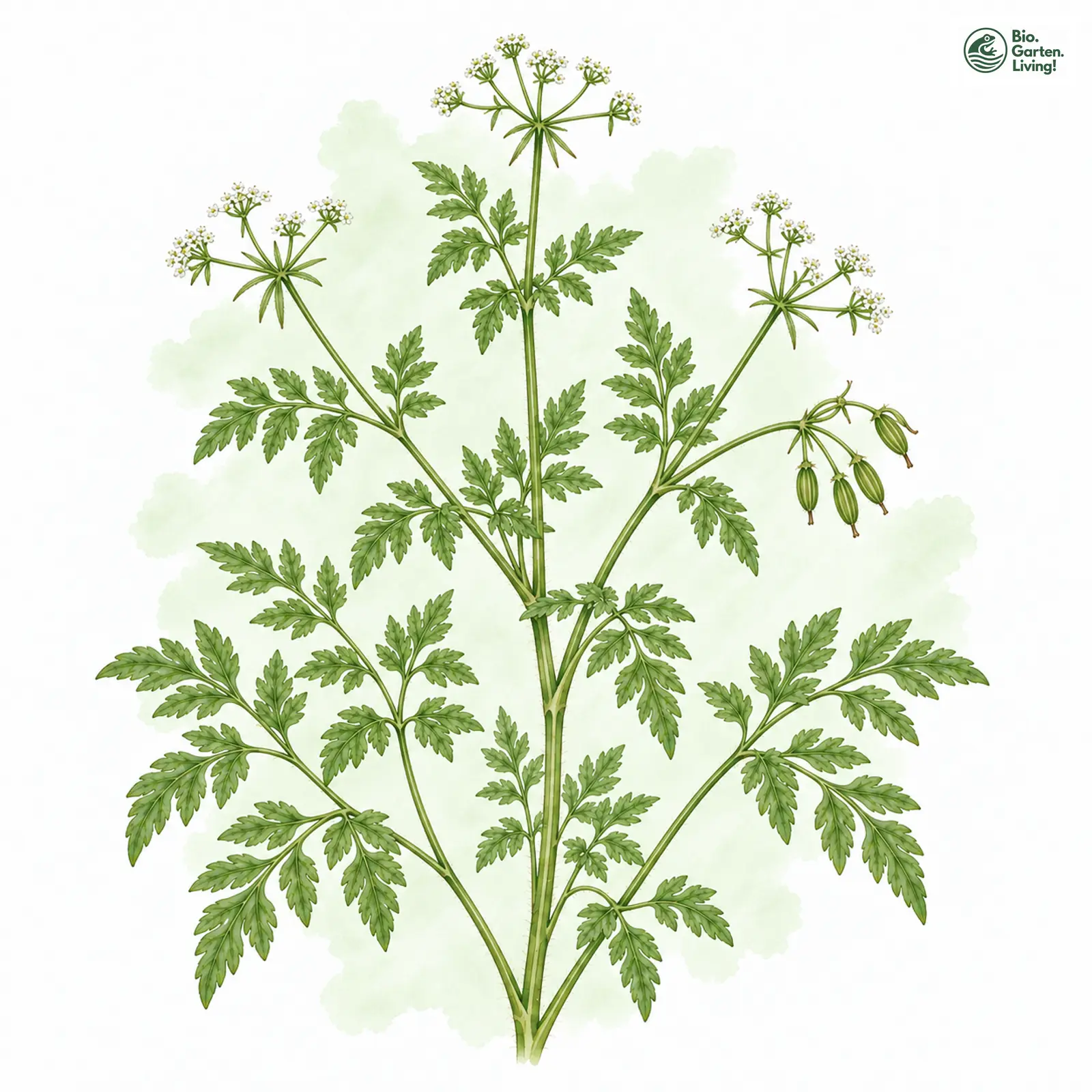 Aquarellzeichnung: Garten-Kerbel (Anthriscus cerefolium)