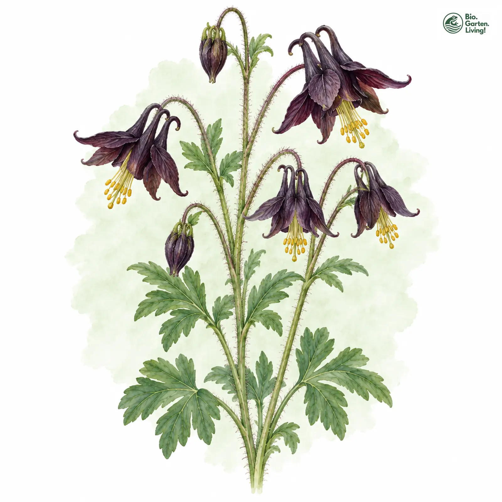 Aquarellzeichnung: Schwarzviolette Akelei (Aquilegia atrata)