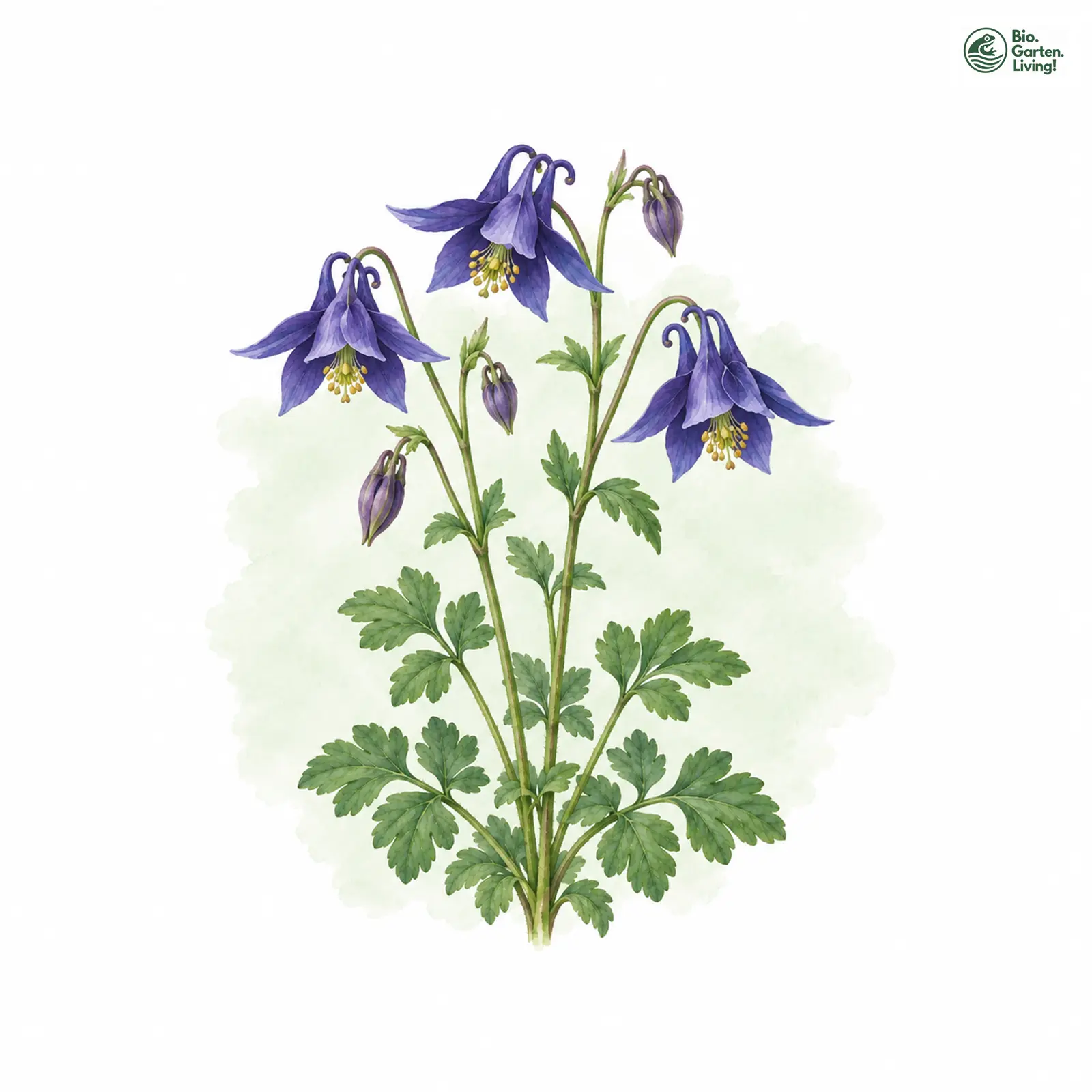 Aquarellzeichnung: Gewöhnliche Akelei (Aquilegia vulgaris (im engeren Sinne))
