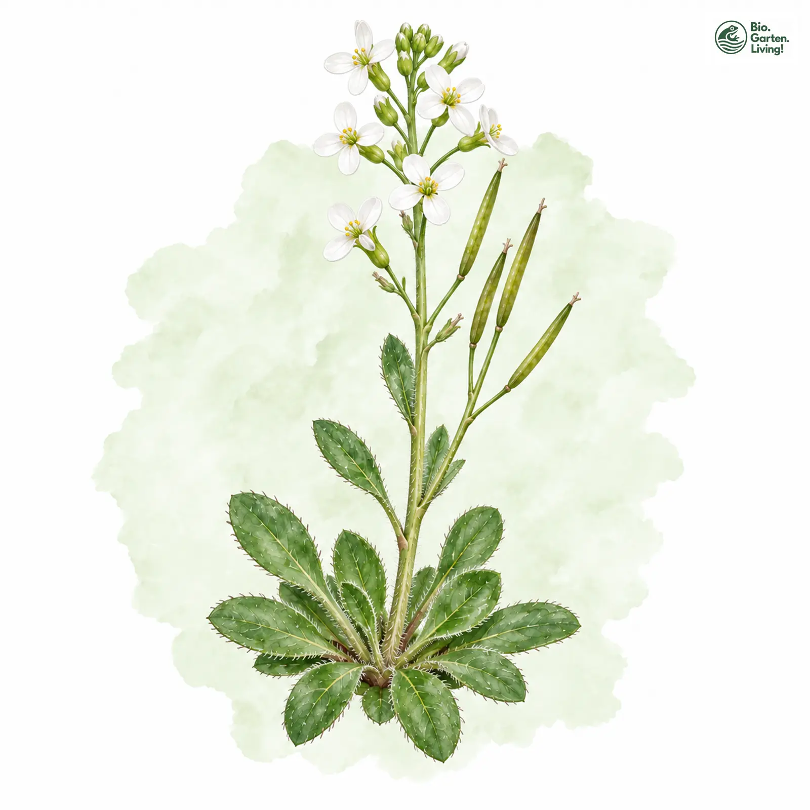 Aquarellzeichnung: Zwerg-Gänsekresse (Arabis bellidifolia (im engeren Sinne))