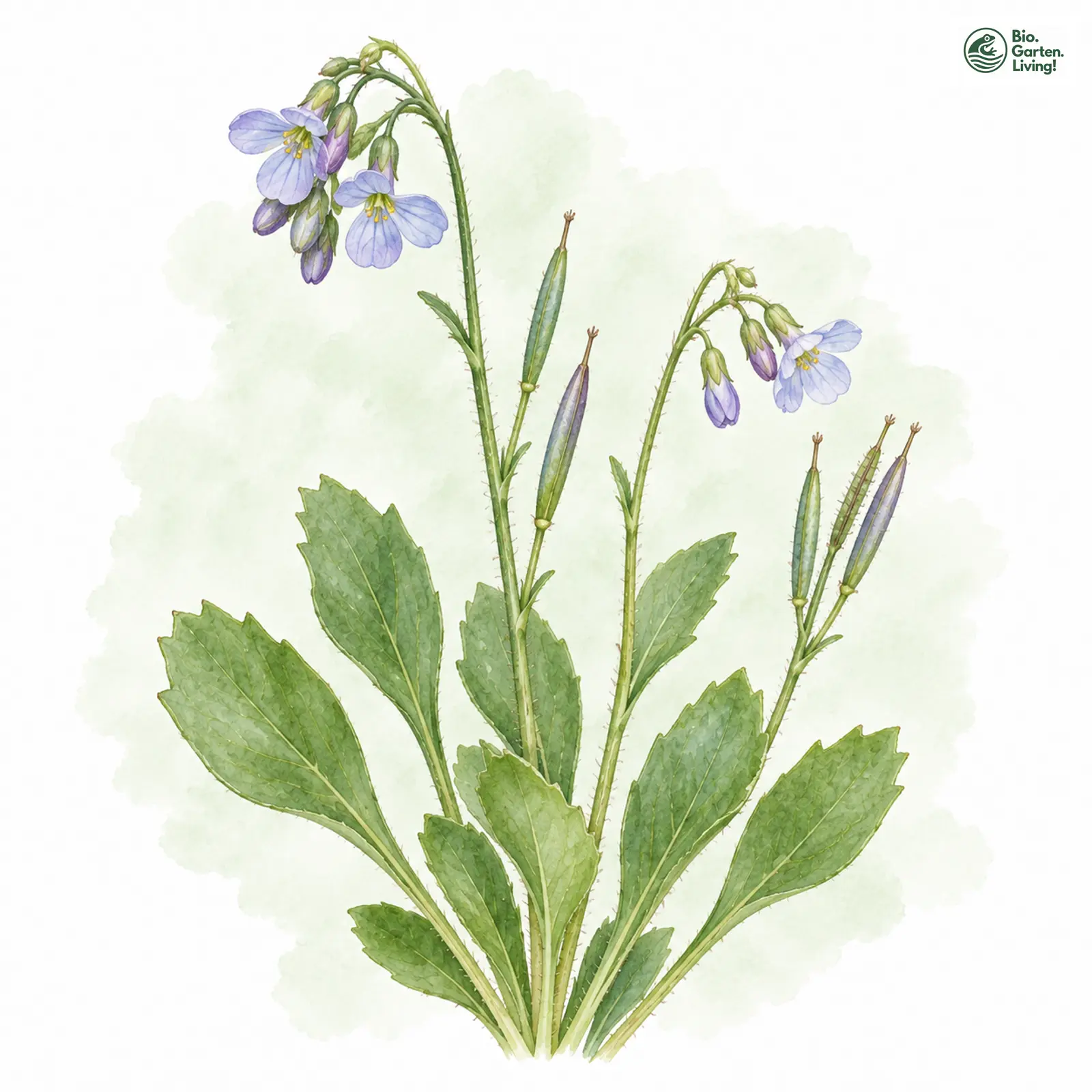 Aquarellzeichnung: Blaue Gänsekresse (Arabis caerulea)