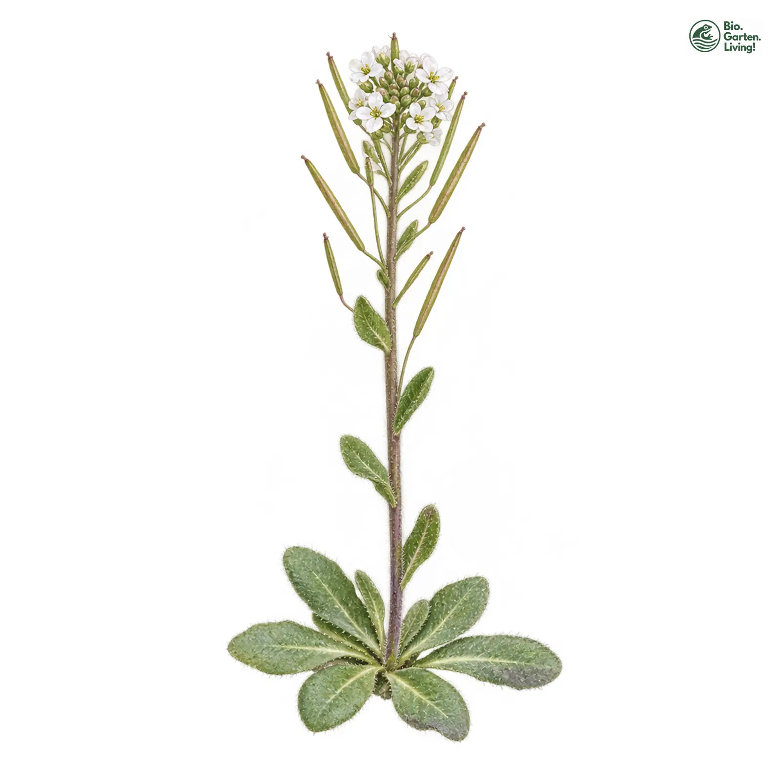 Aquarellzeichnung: Dolden-Gänsekresse (Arabis ciliata)