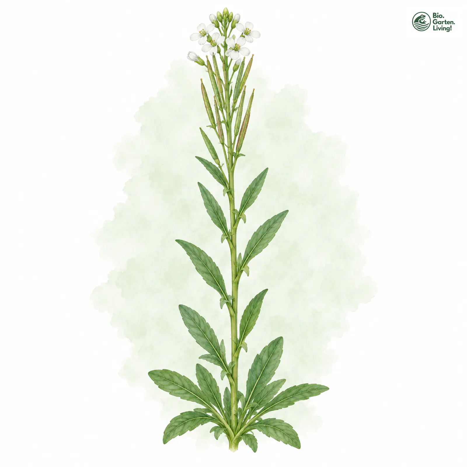 Aquarellzeichnung: Pfeilblättrige Gänsekresse (Arabis sagittata)