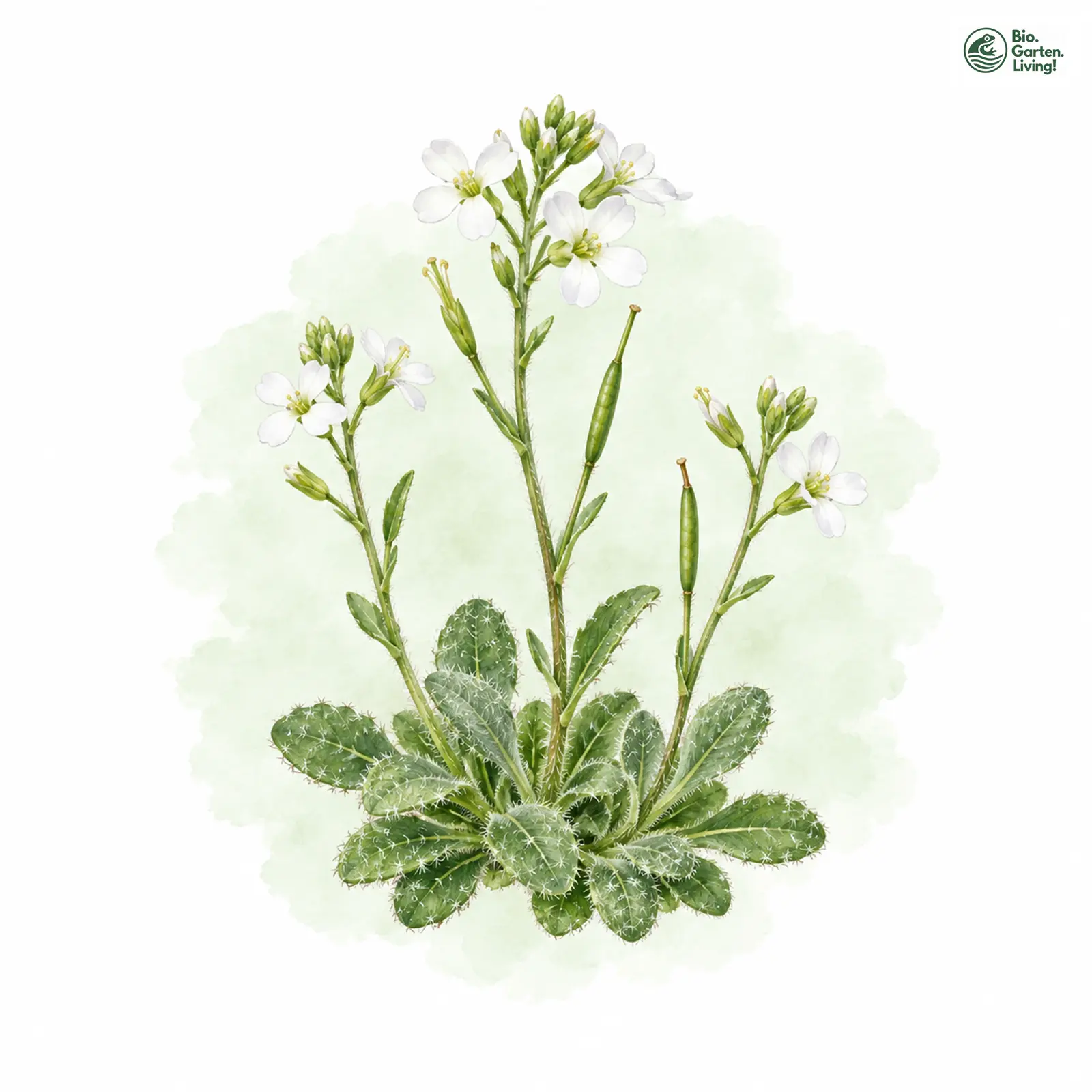 Aquarellzeichnung: Sternhaar-Gänsekresse (Arabis stellulata)
