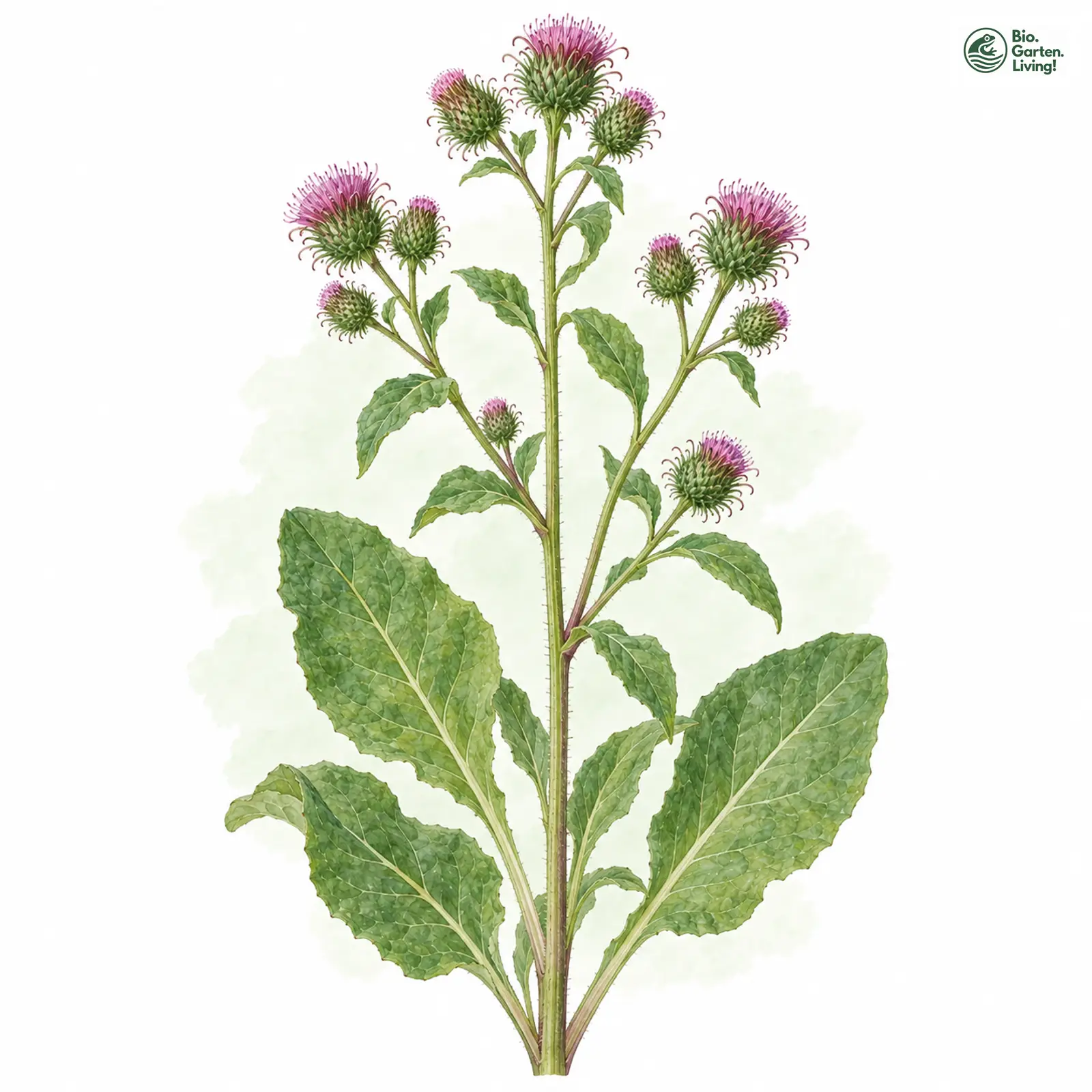 Aquarellzeichnung: Hain-Klette (Arctium nemorosum)