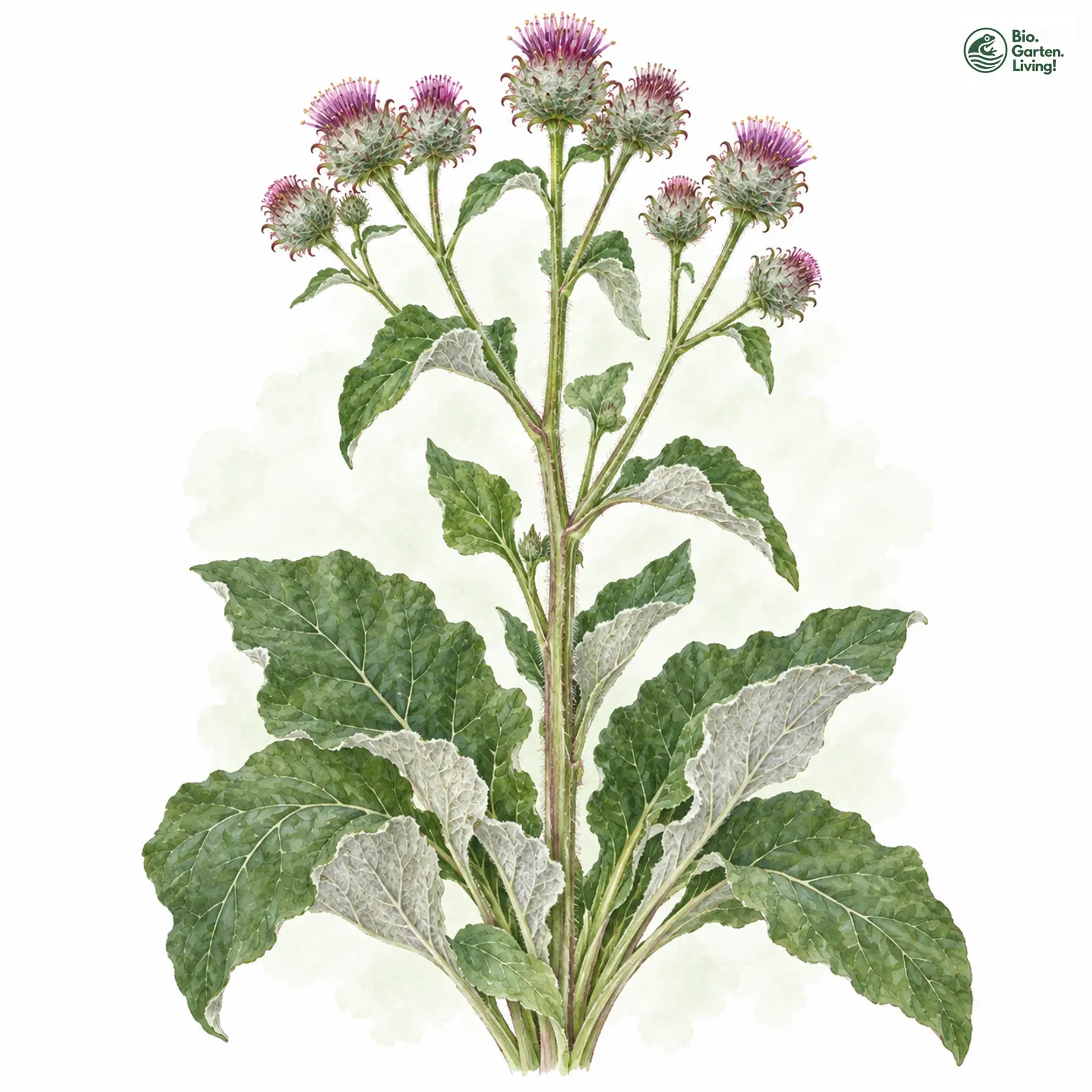 Aquarellzeichnung: Filz-Klette (Arctium tomentosum)