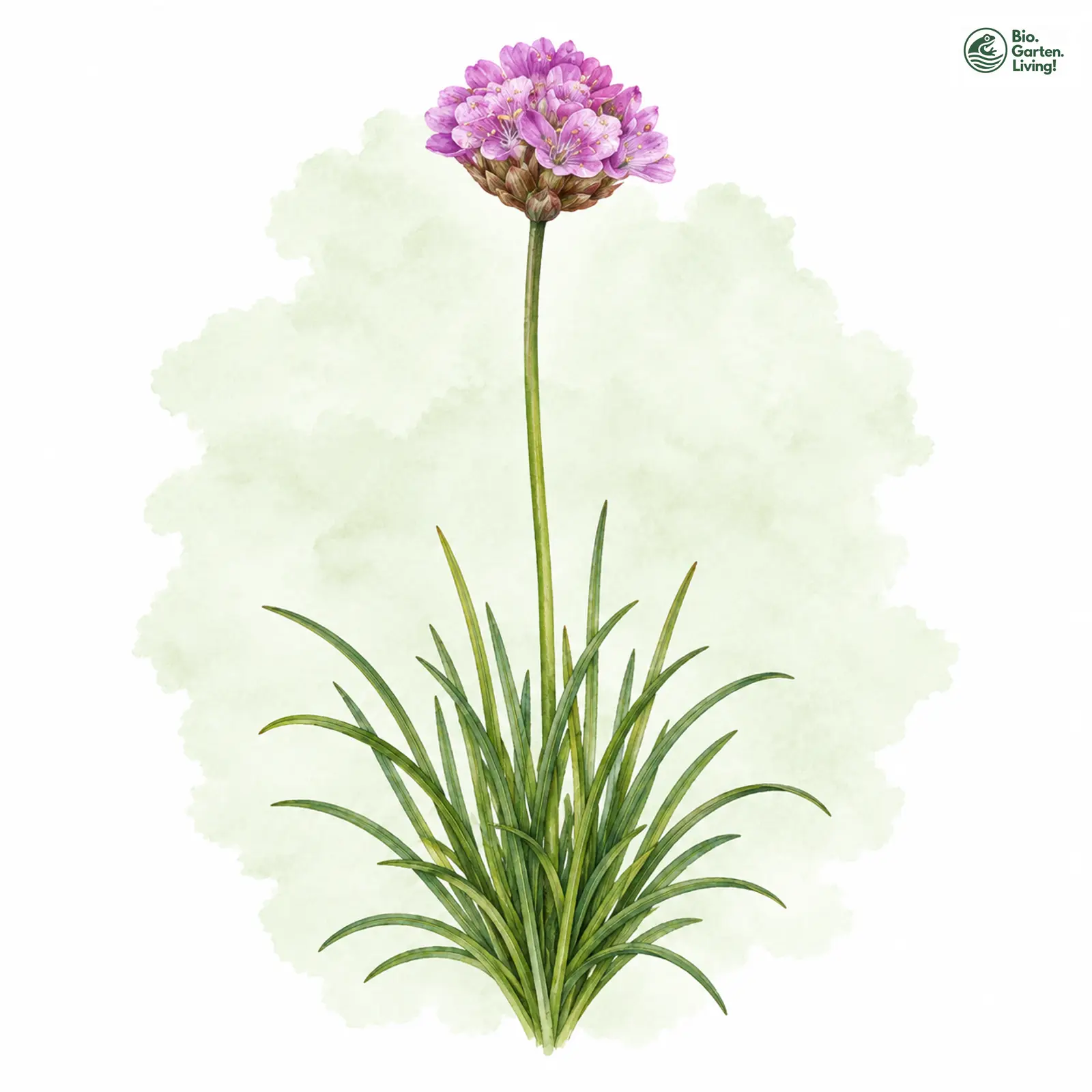 Aquarellzeichnung: Purpur-Grasnelke (Armeria purpurea)